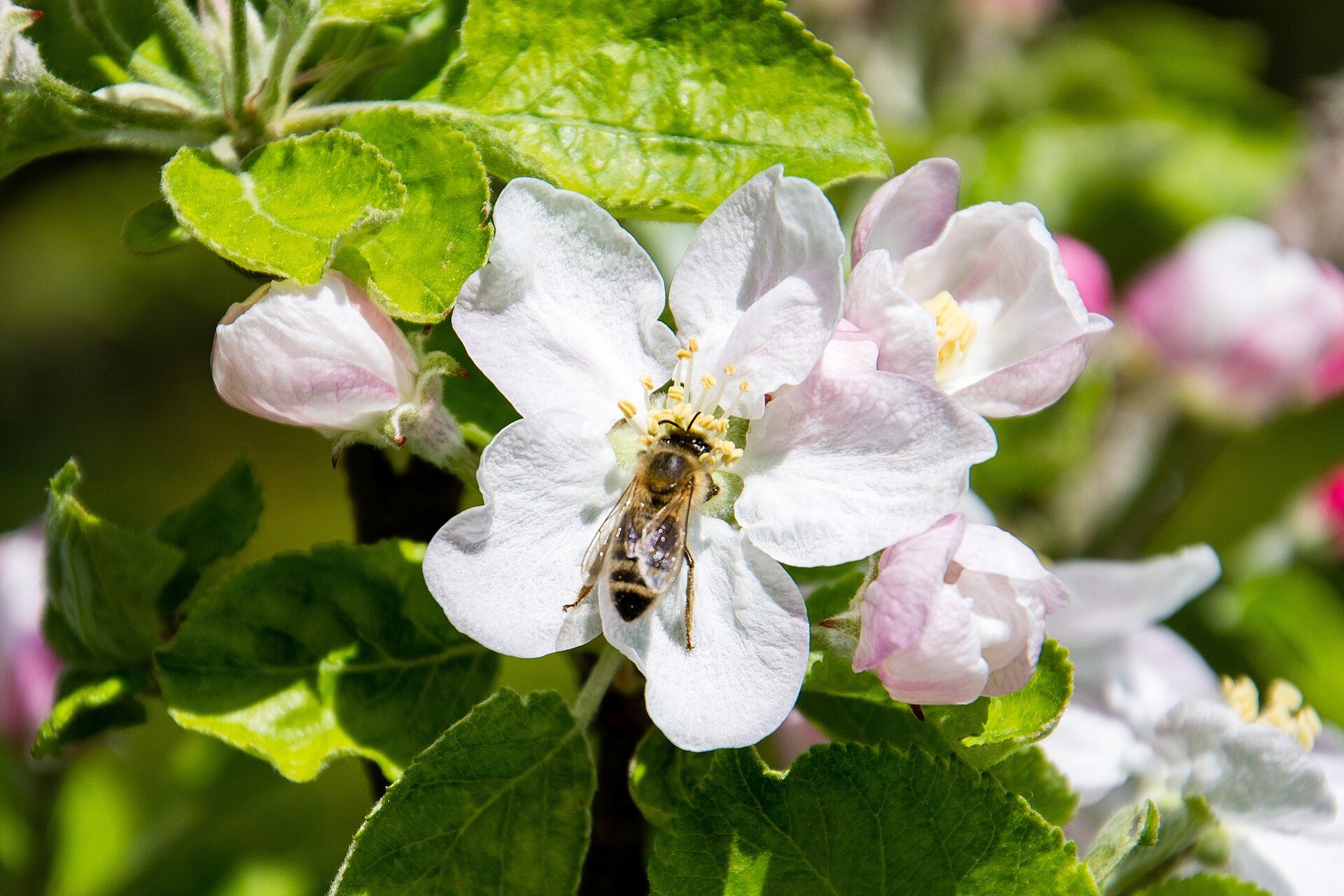 A bee on pink and white apple blossoms