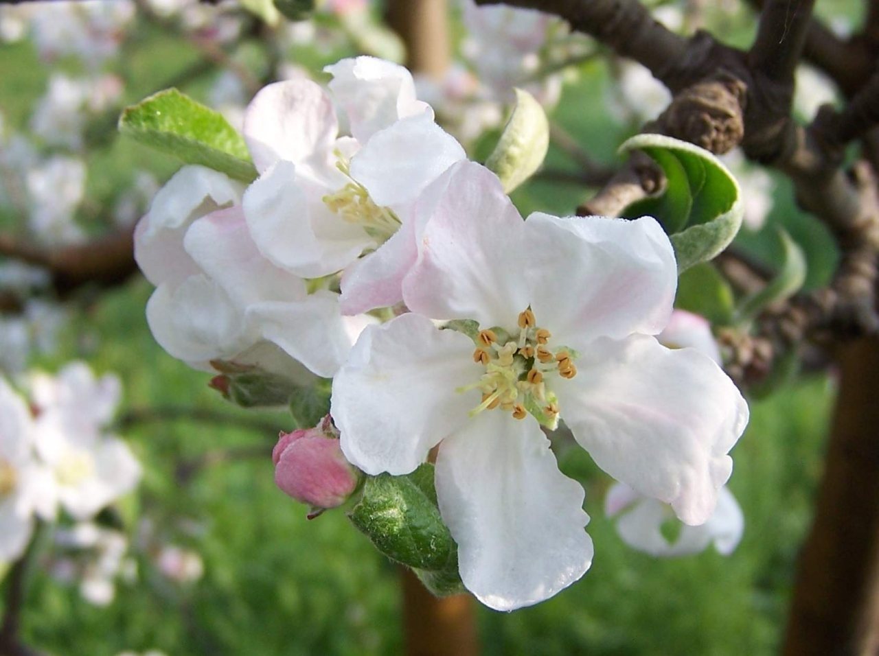 Red and yellow apples growing on a tree after flowers became fruit