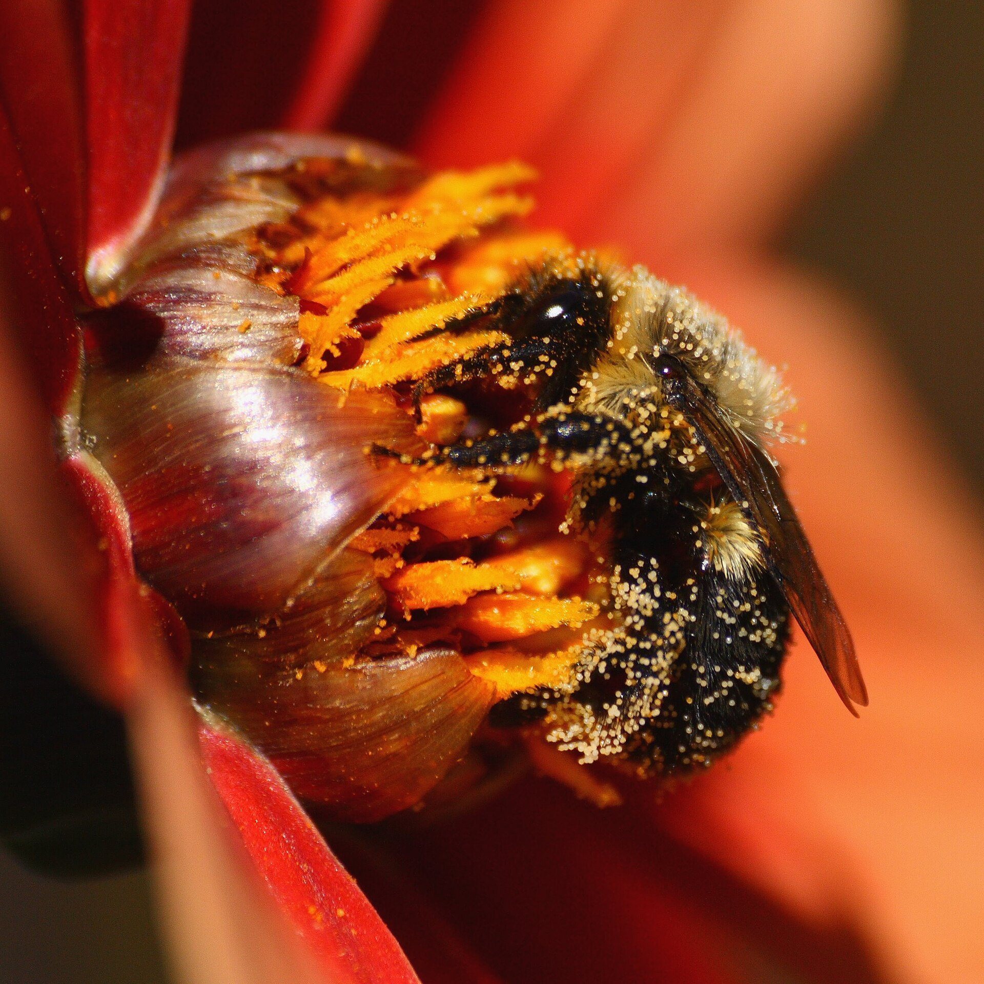 A bee covered with yellow pollen on a flower