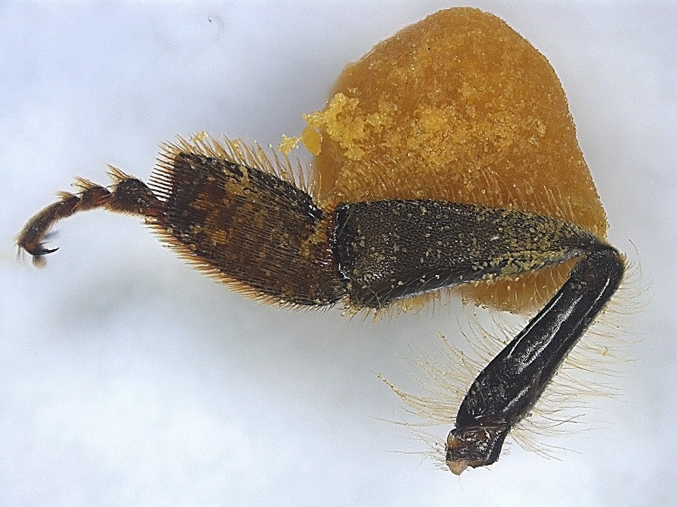 A close view of a honeybee leg carrying a round yellow pollen load