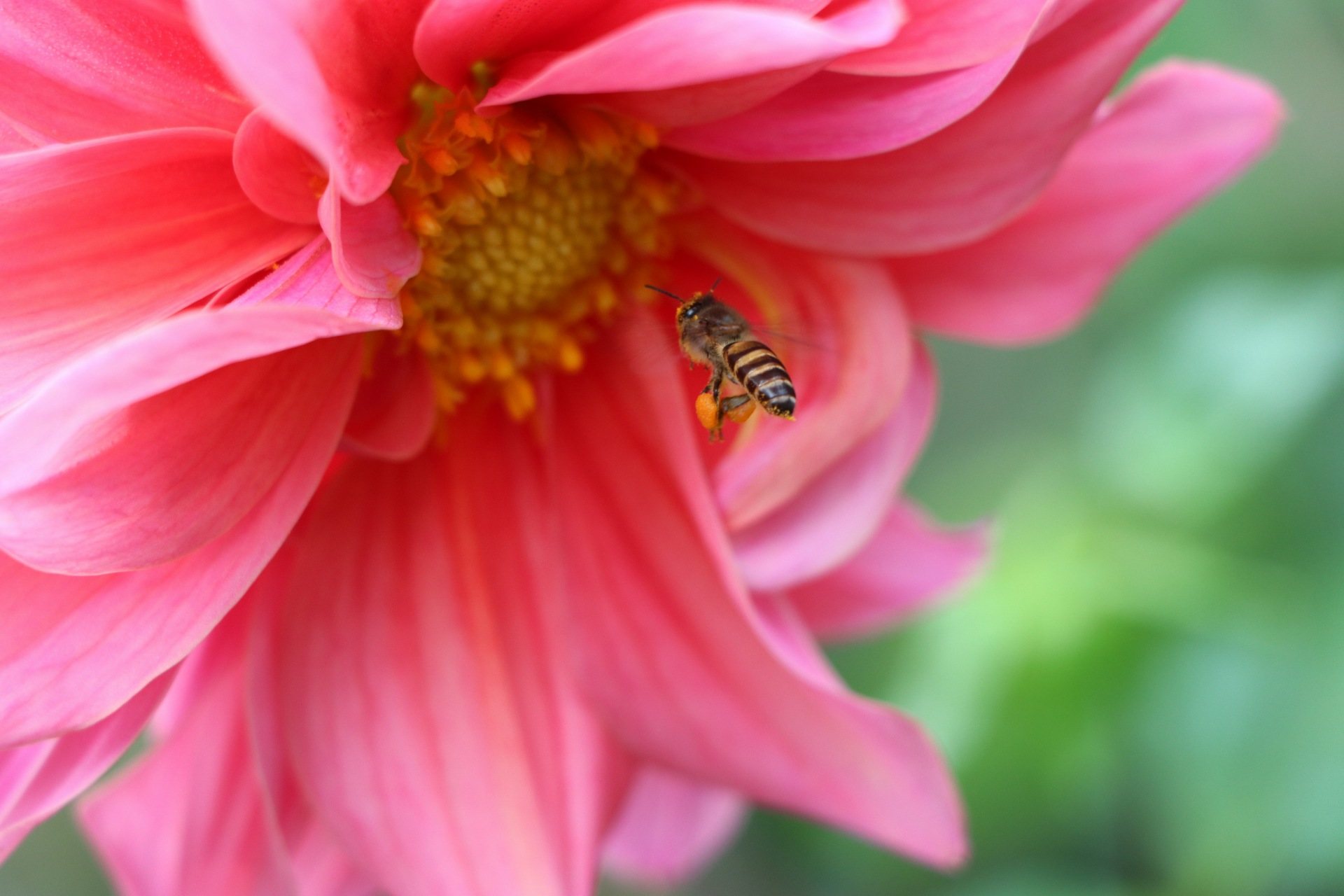 A bee searching inside a dahlia flower for nectar