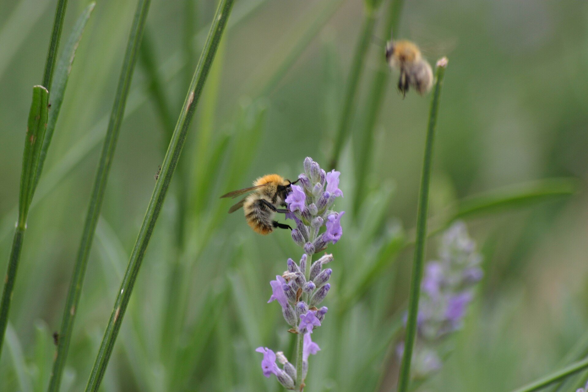 Bees and Flowers: A Pollination Adventure