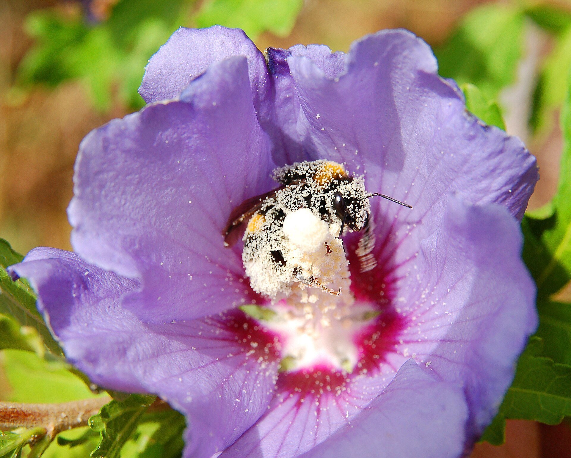 A bumblebee deep inside a hibiscus flower with pollen on its body