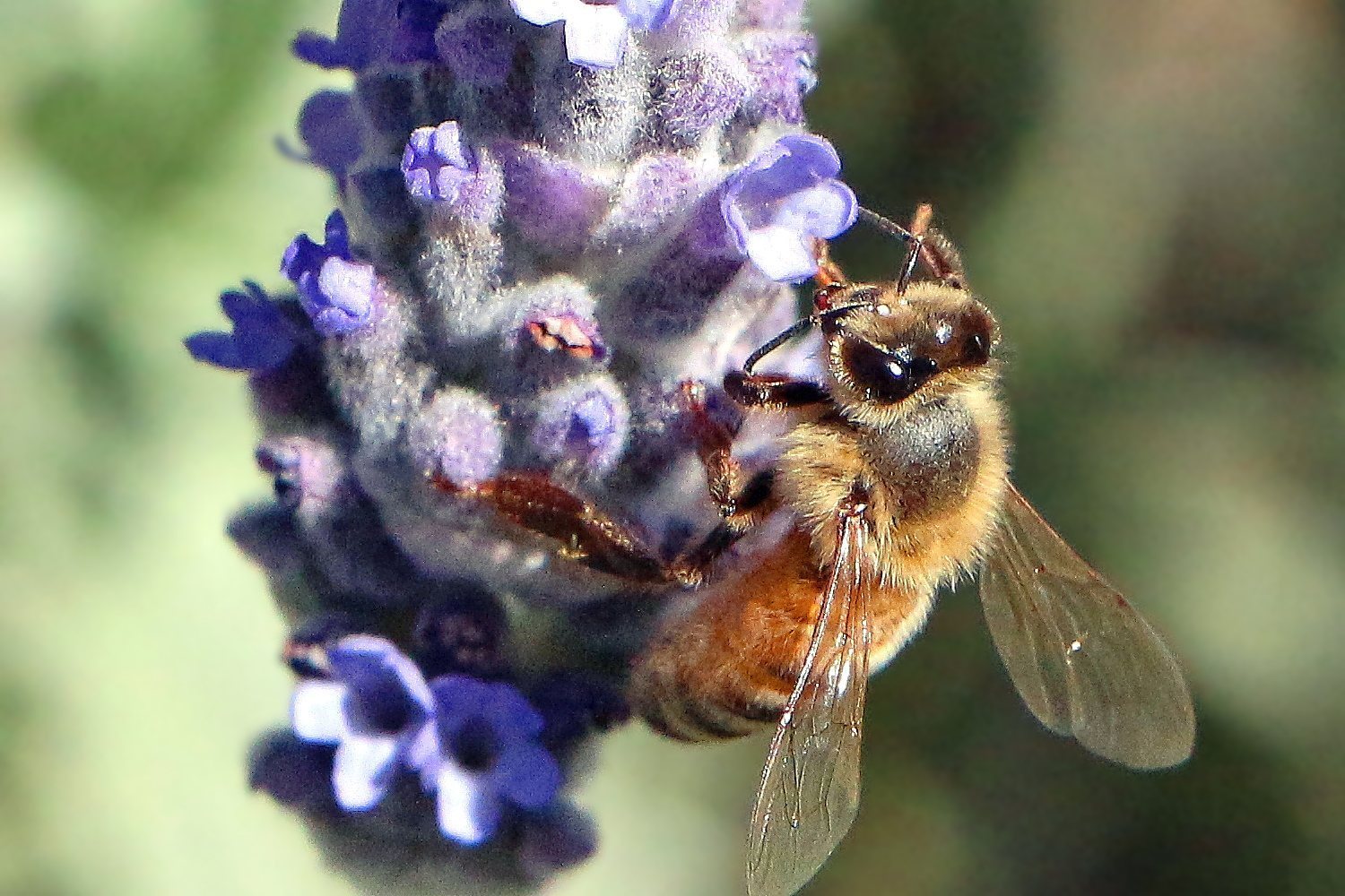 A honeybee resting on purple lavender flowers