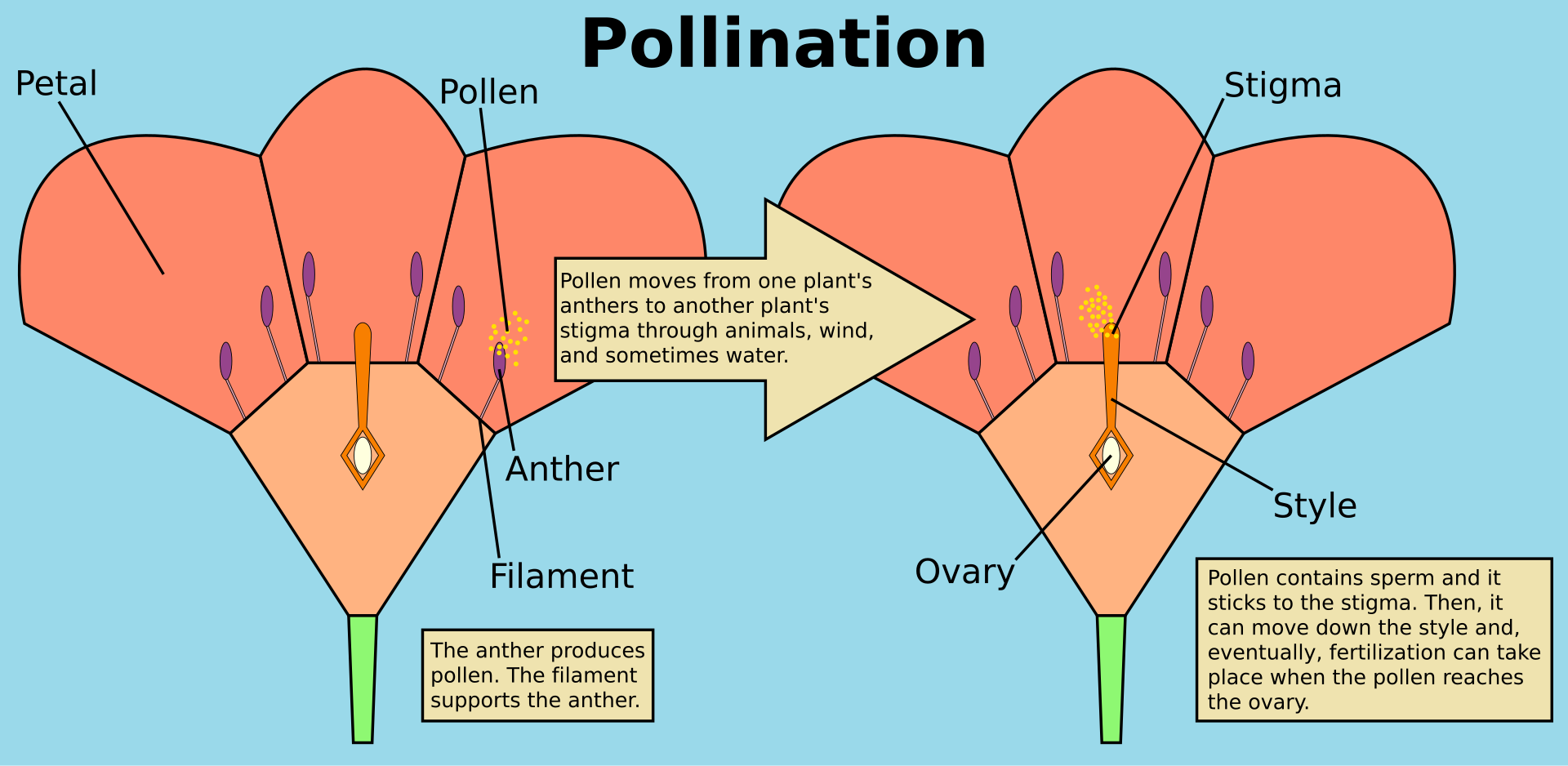 A simple diagram showing pollen moving between flower parts