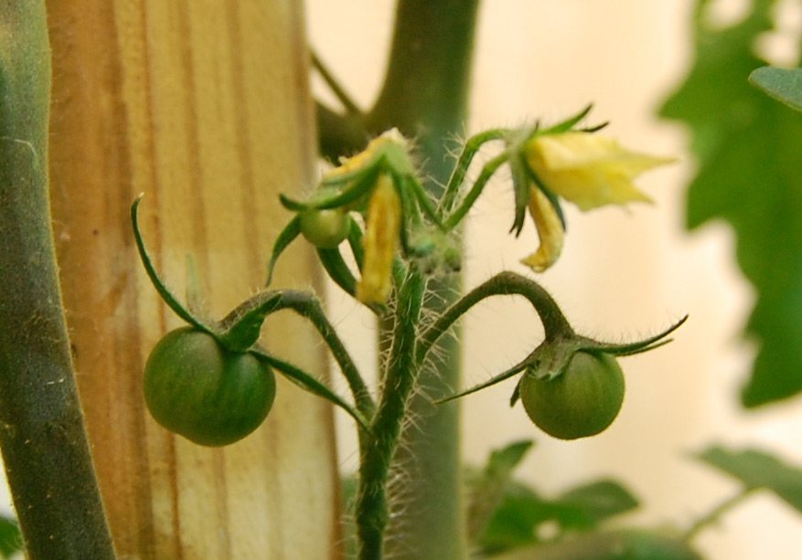 A tomato plant with yellow flowers and small green fruits growing together