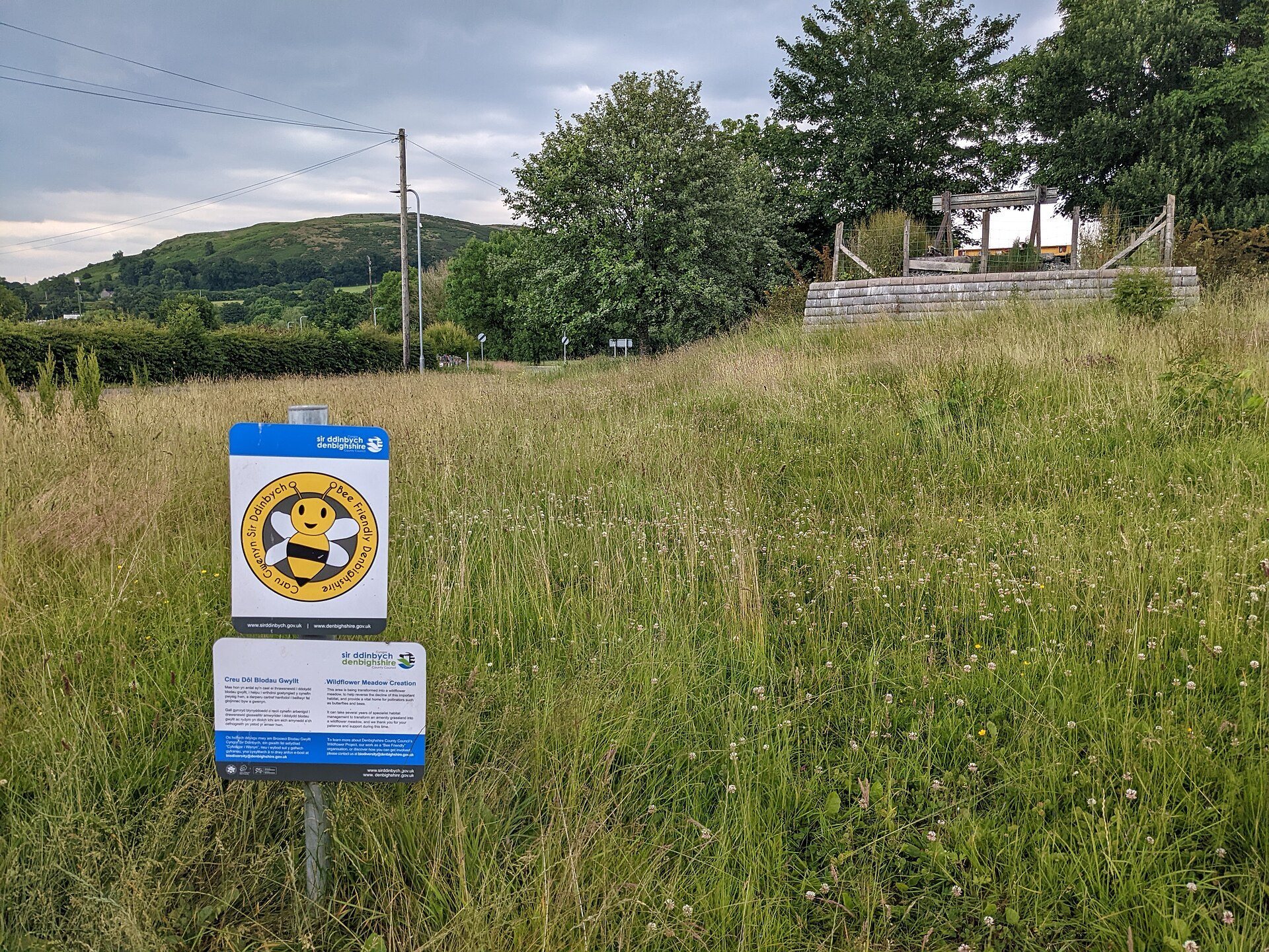 A small wildflower meadow planted to help bees and other pollinators