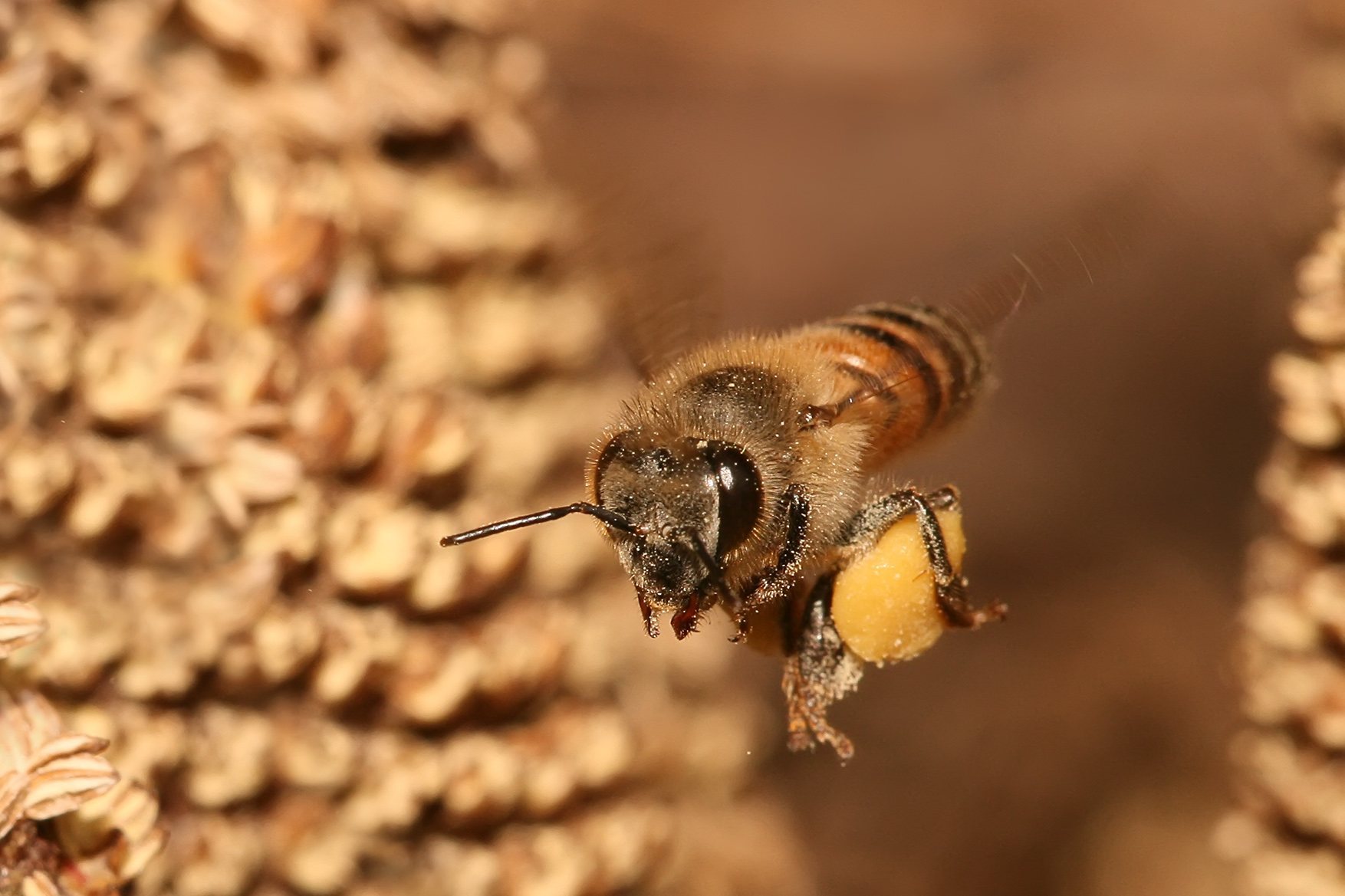 A honey bee flying with pollen packed in the baskets on its back legs