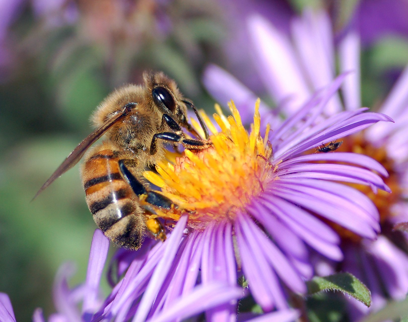 A honey bee sipping nectar from a flower with its long tongue