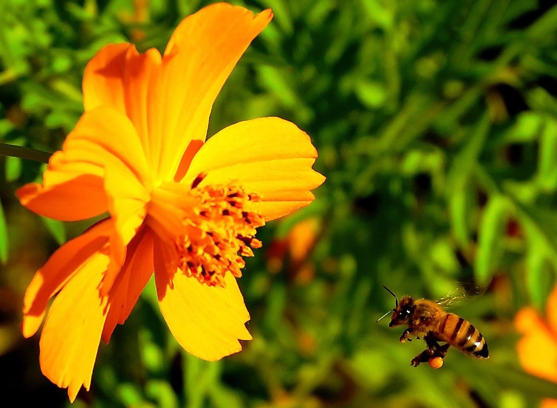 A honey bee on a flower with yellow pollen on its legs and body