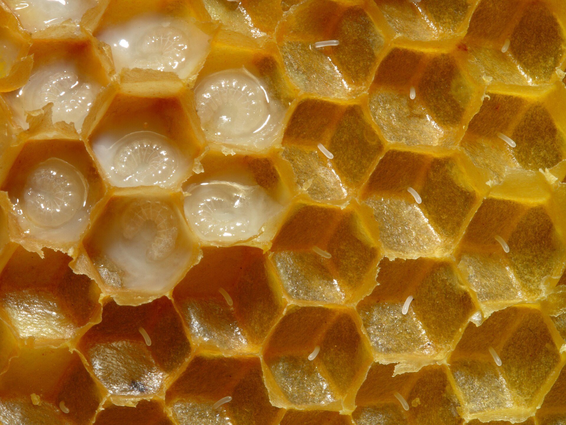 Honeycomb cells opened to show bee eggs and young larvae