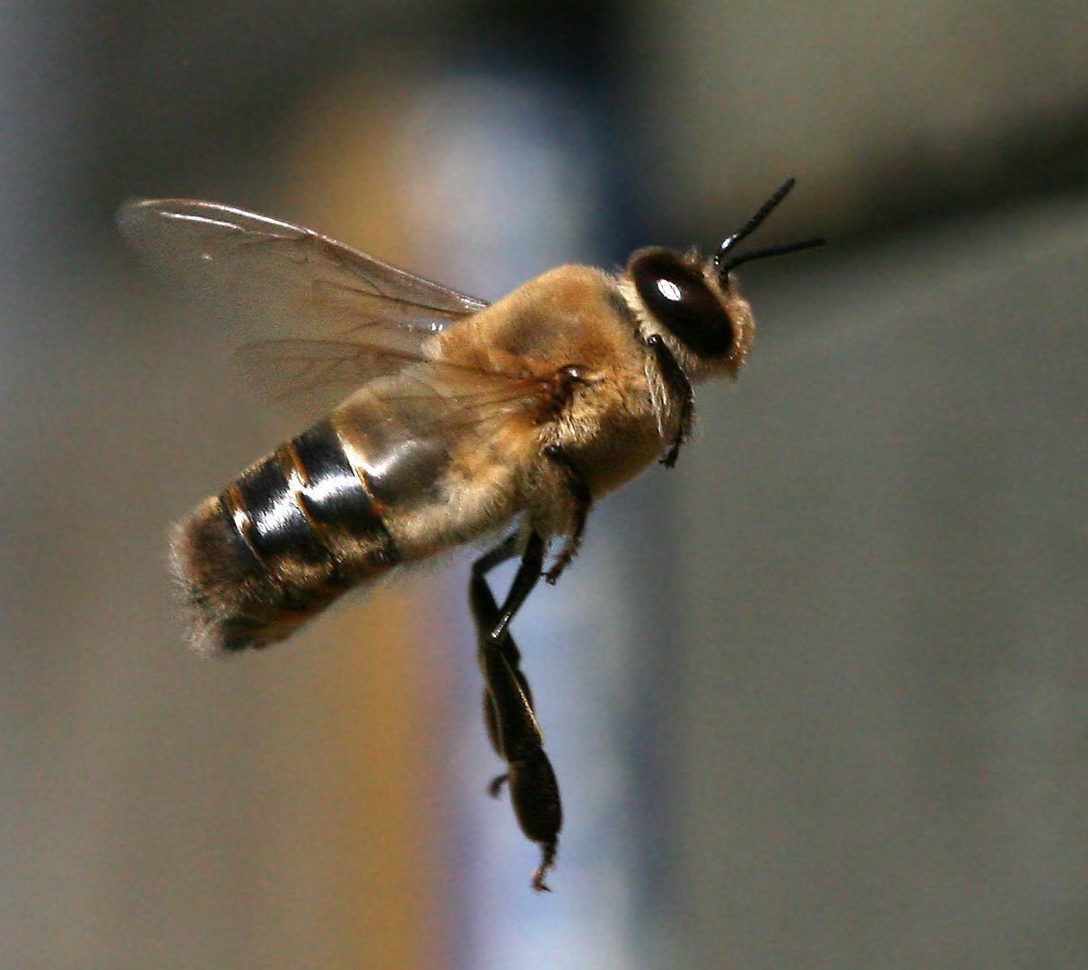 A male drone honey bee flying through the air