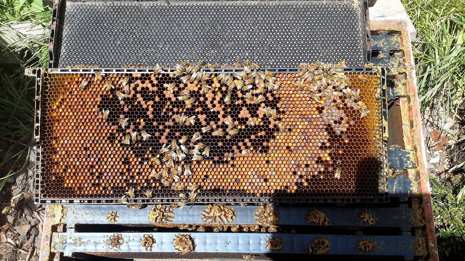 A beehive frame full of honeycomb cells where honey bees live and store food