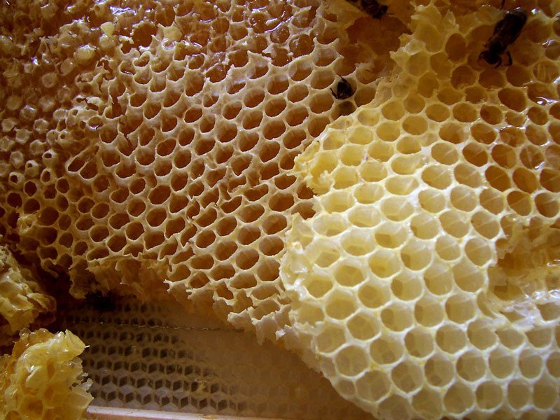 A close view of golden honeycomb with many six-sided wax cells