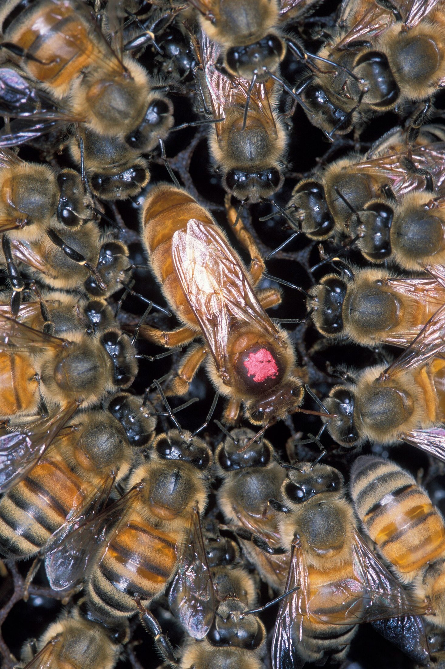 A marked queen honey bee surrounded by worker bees on the comb
