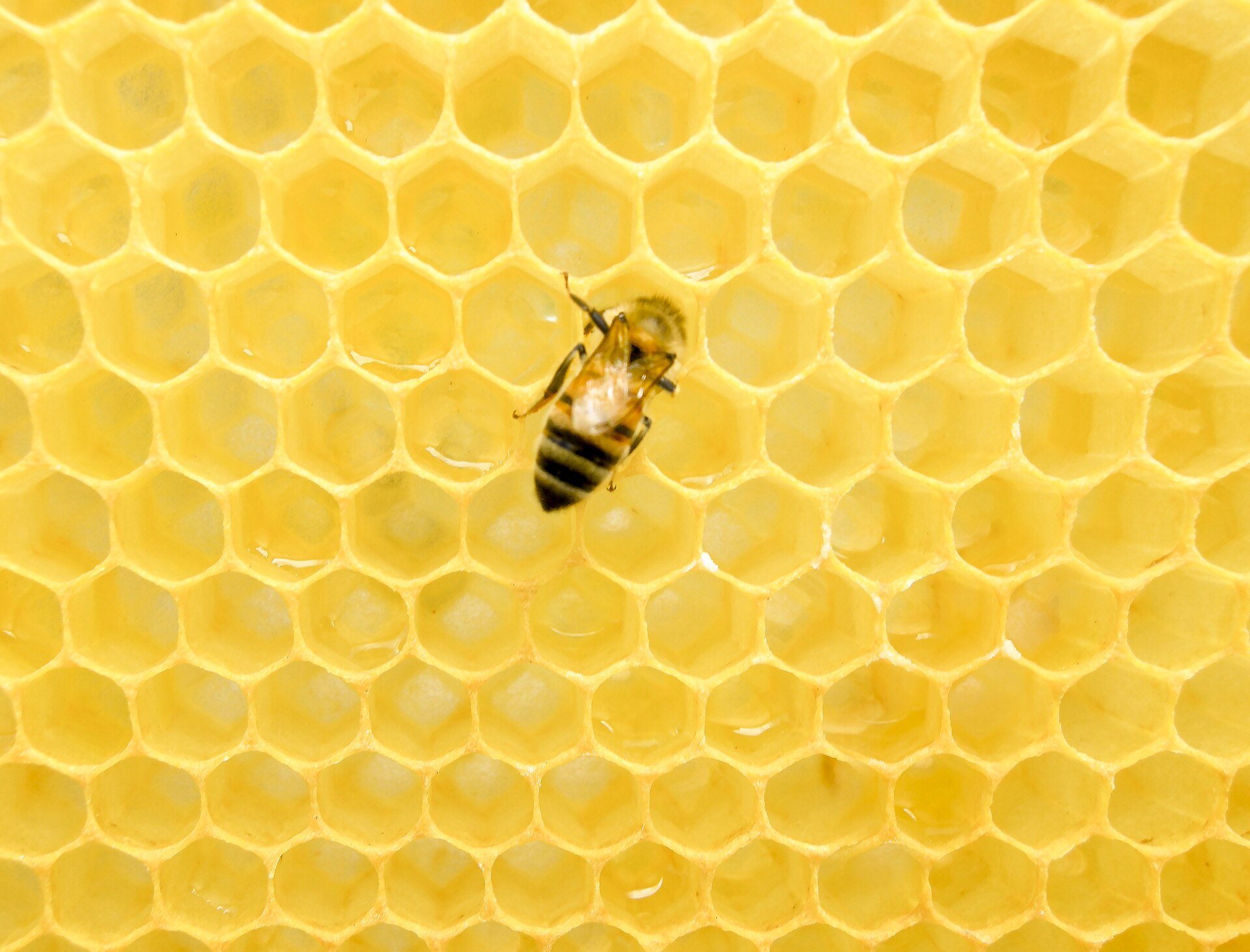 A single western honey bee standing on honeycomb