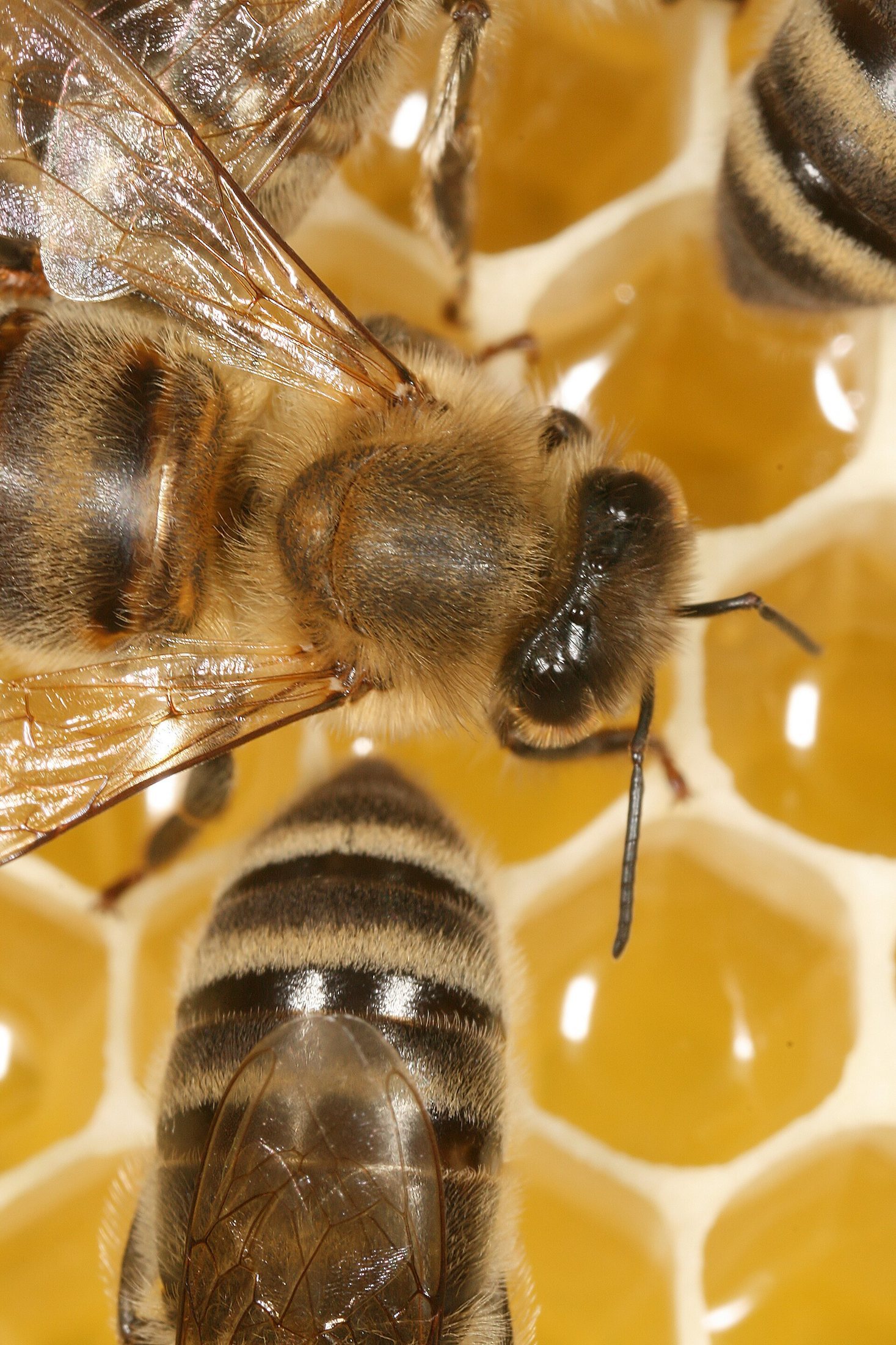 Busy Bees Build a Hive
