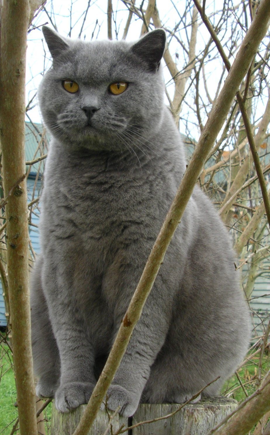A gray-blue cat with big amber eyes sitting outside