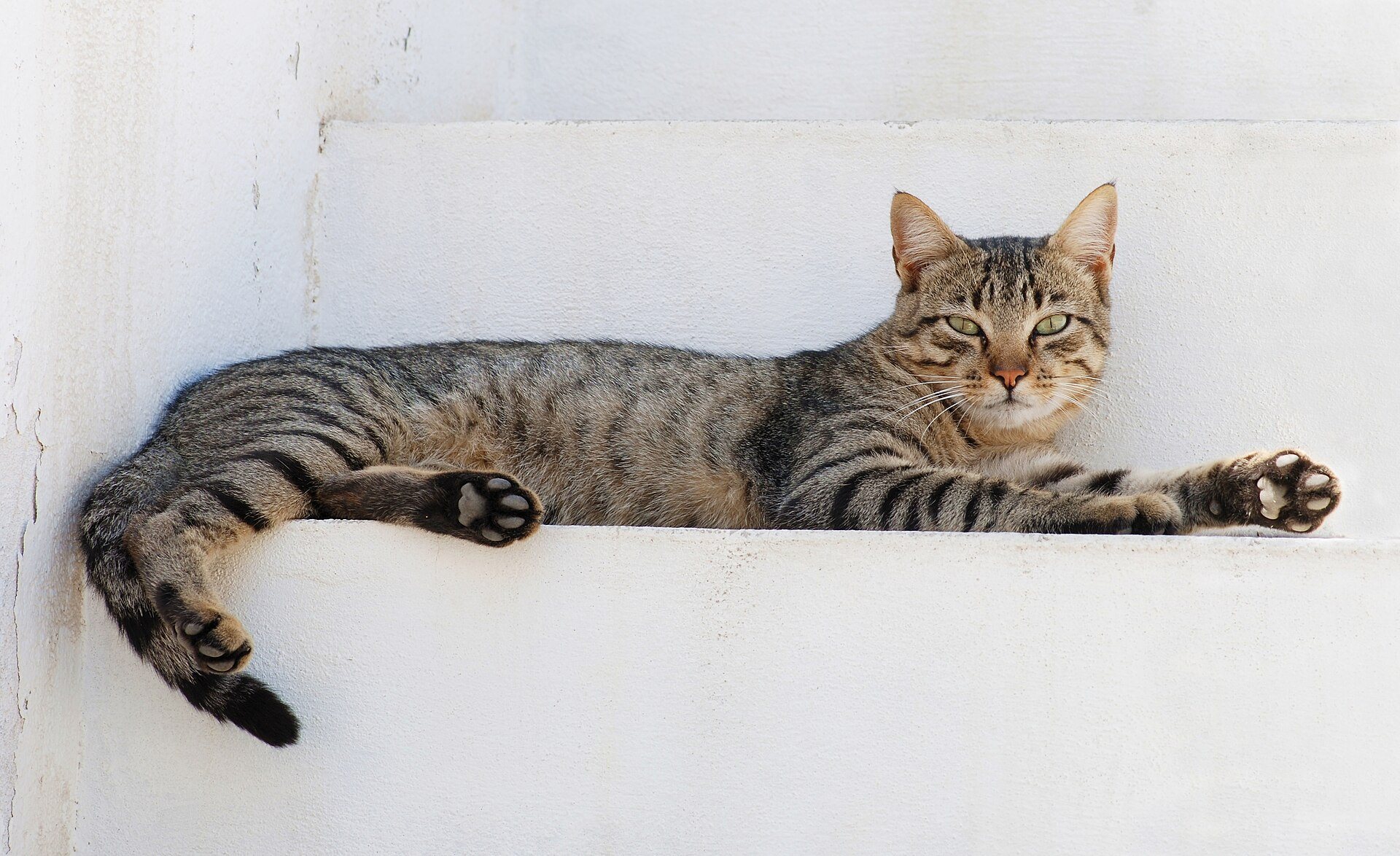 A tabby cat lying in a garden, showing its paws