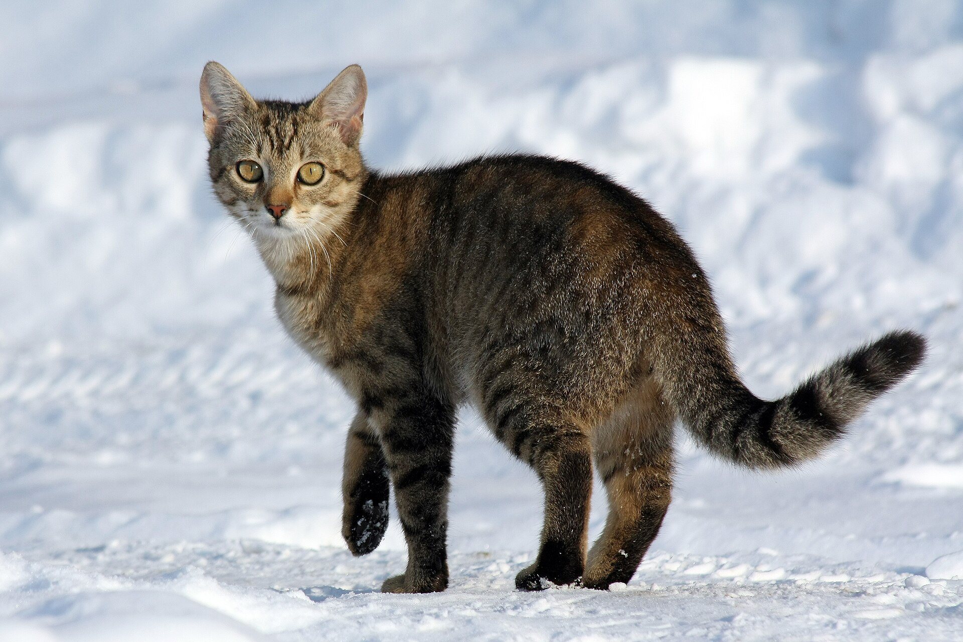 A cat walking on snow with its tail held high