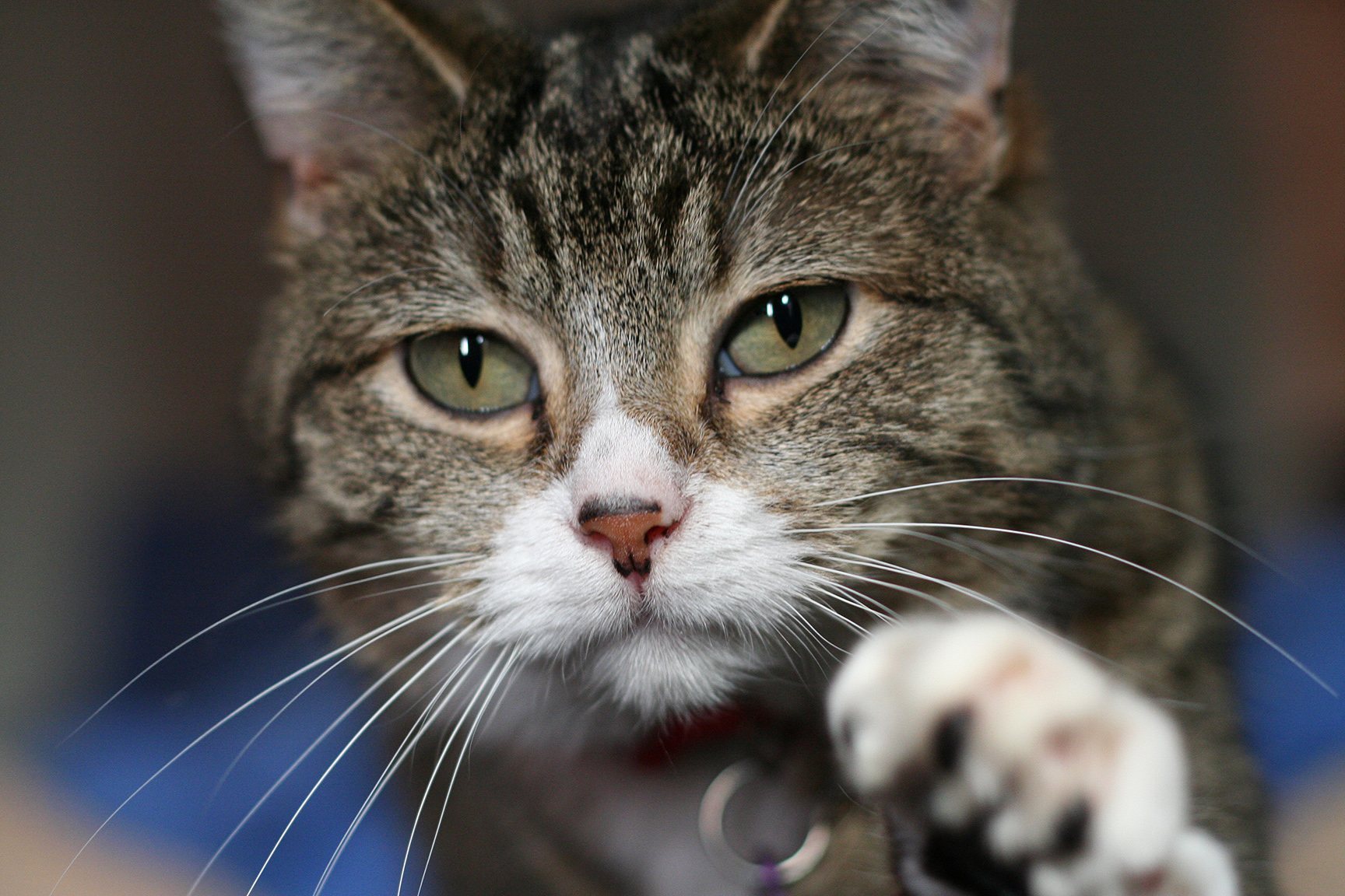 Close-up of a cat's face showing long, white whiskers