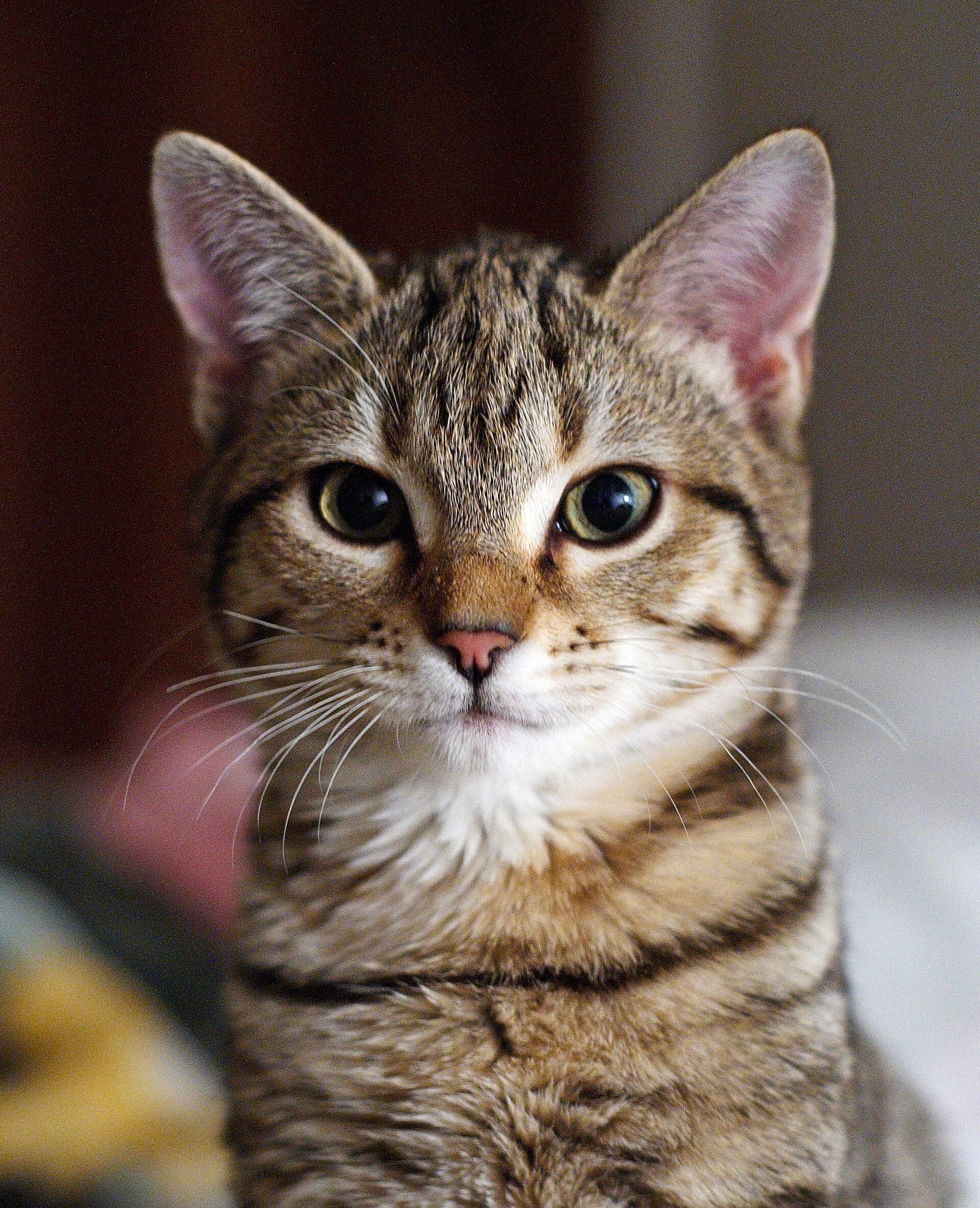 A cat with its mouth slightly open, as if meowing