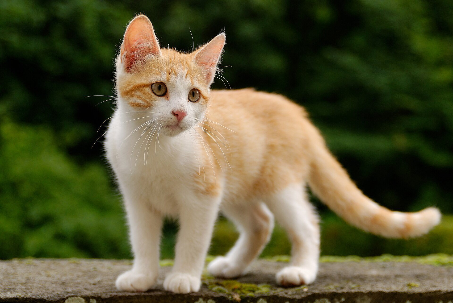A golden tabby kitten mid-play, ready to pounce