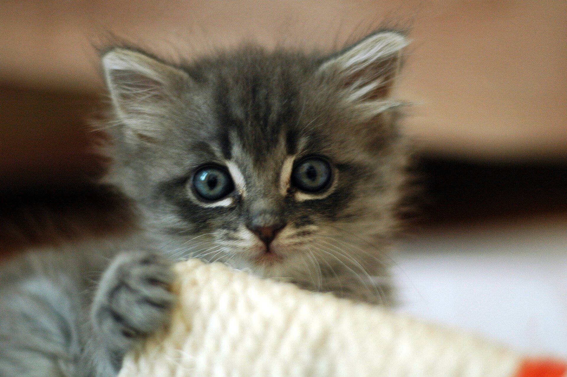 A tiny gray kitten with blue eyes looking curious