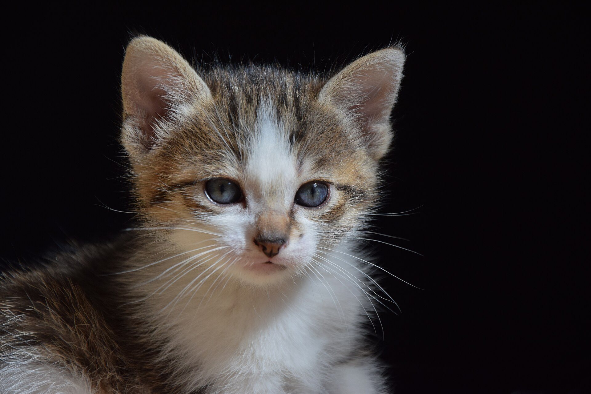 Tiny one-month-old kittens huddled together