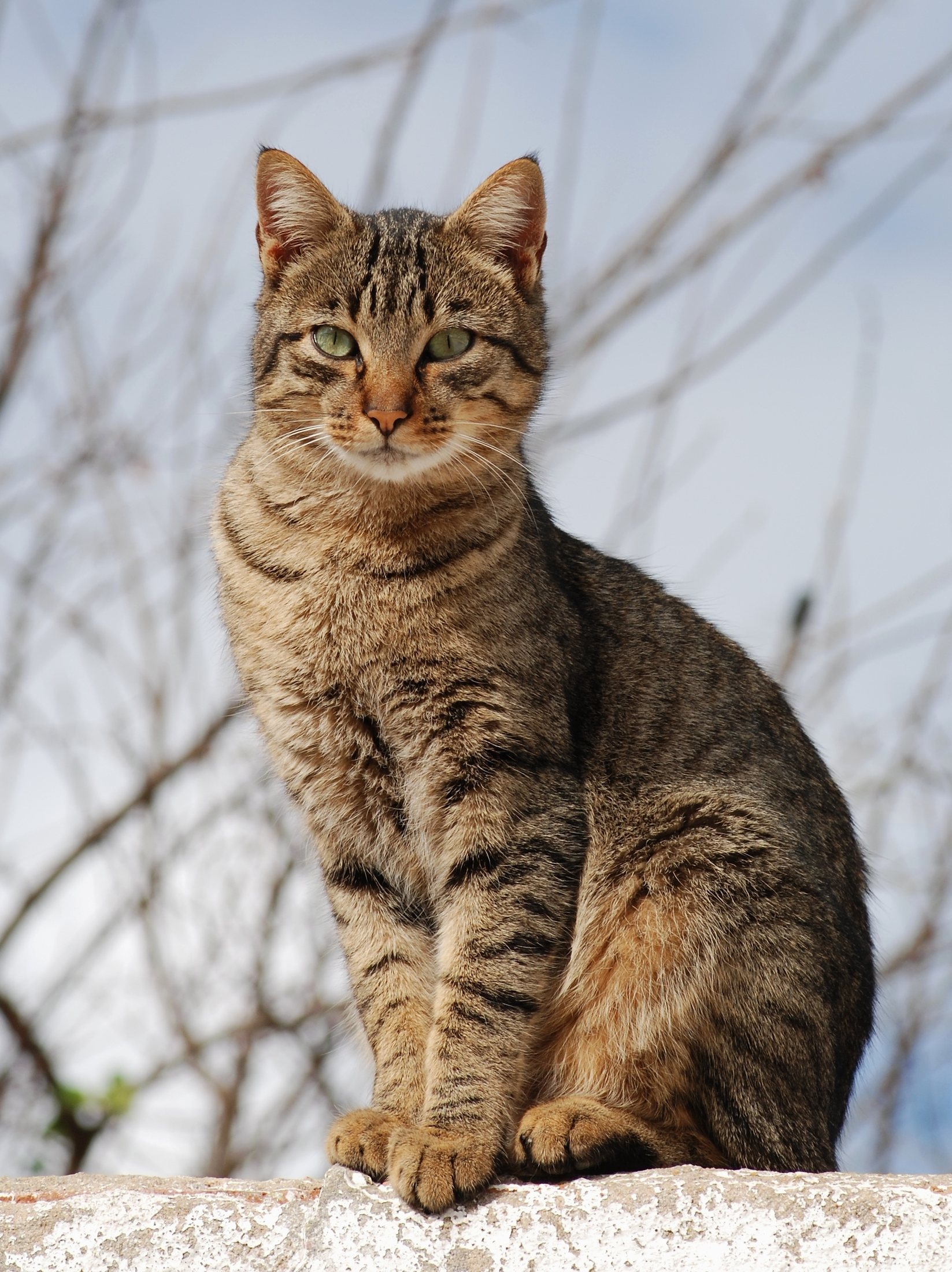 Cats!