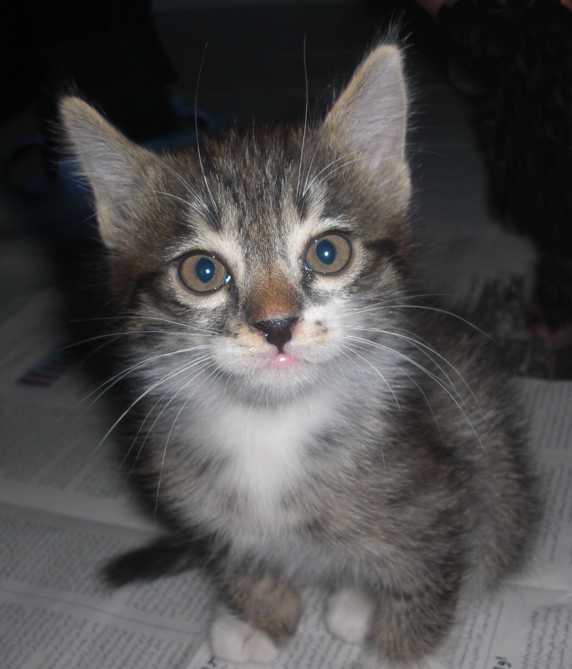 A fluffy Persian kitten with big round eyes