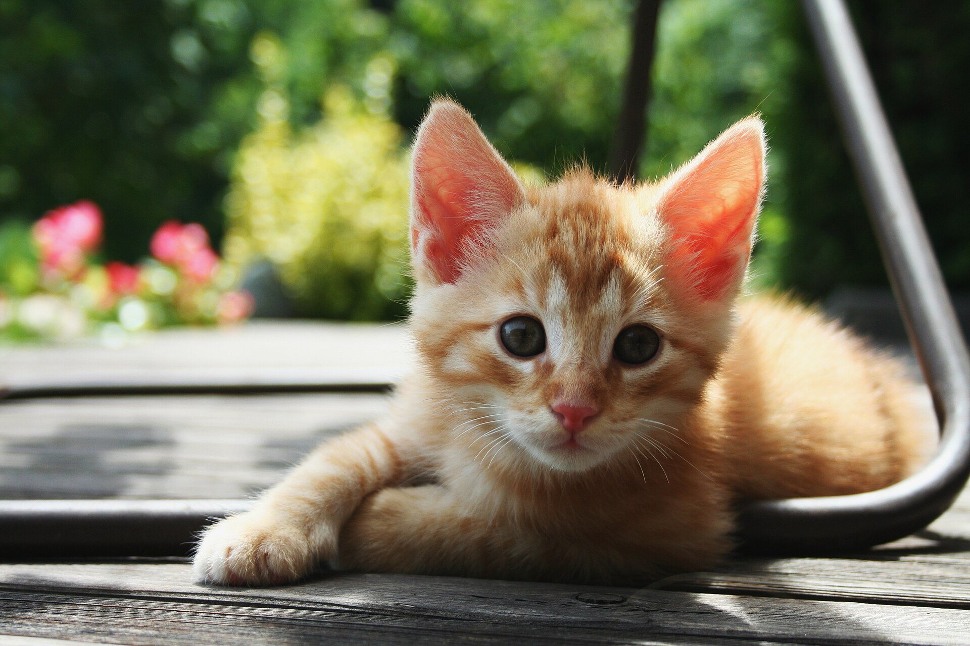 An orange kitten with big, curious eyes
