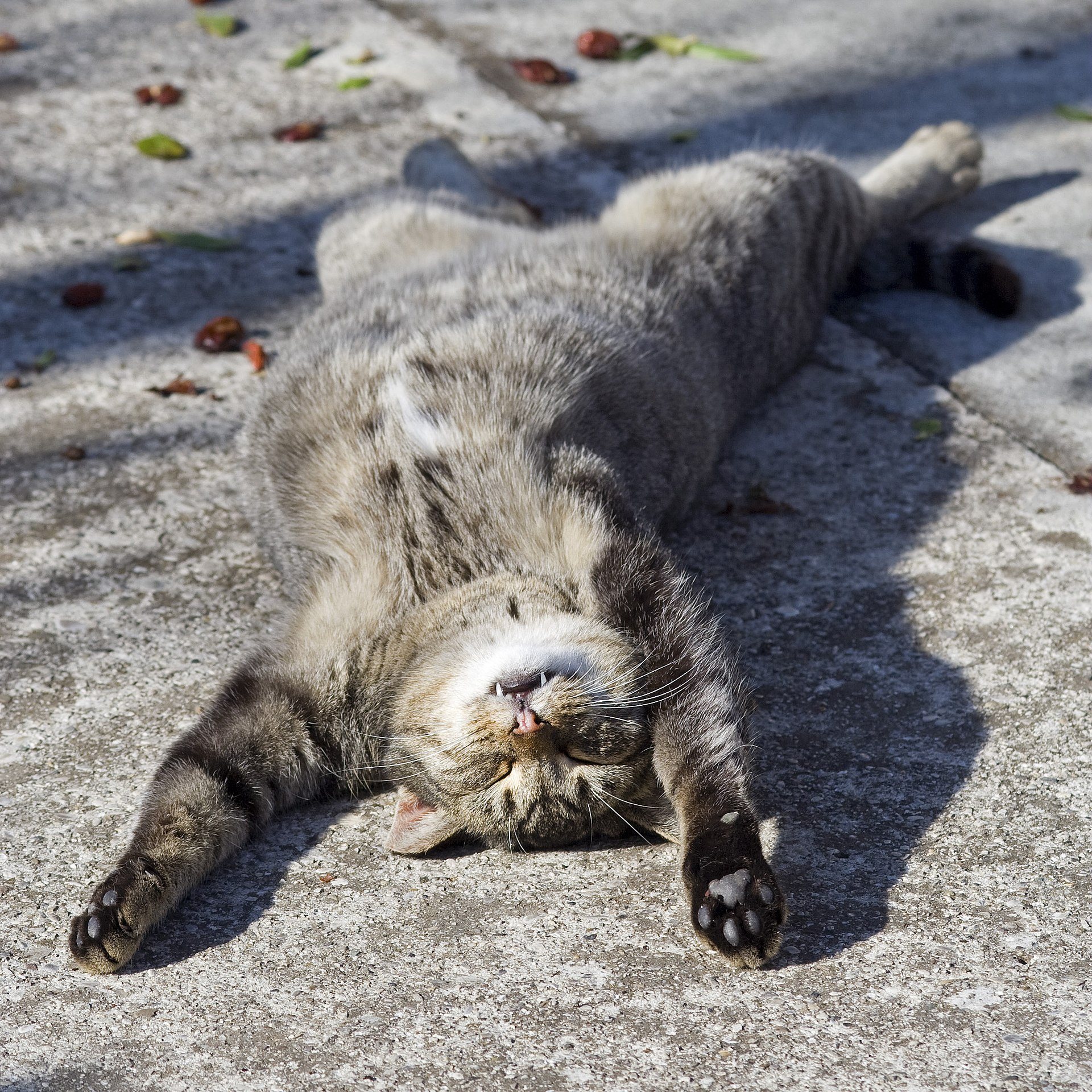 A cat sleeping on its back, looking very relaxed