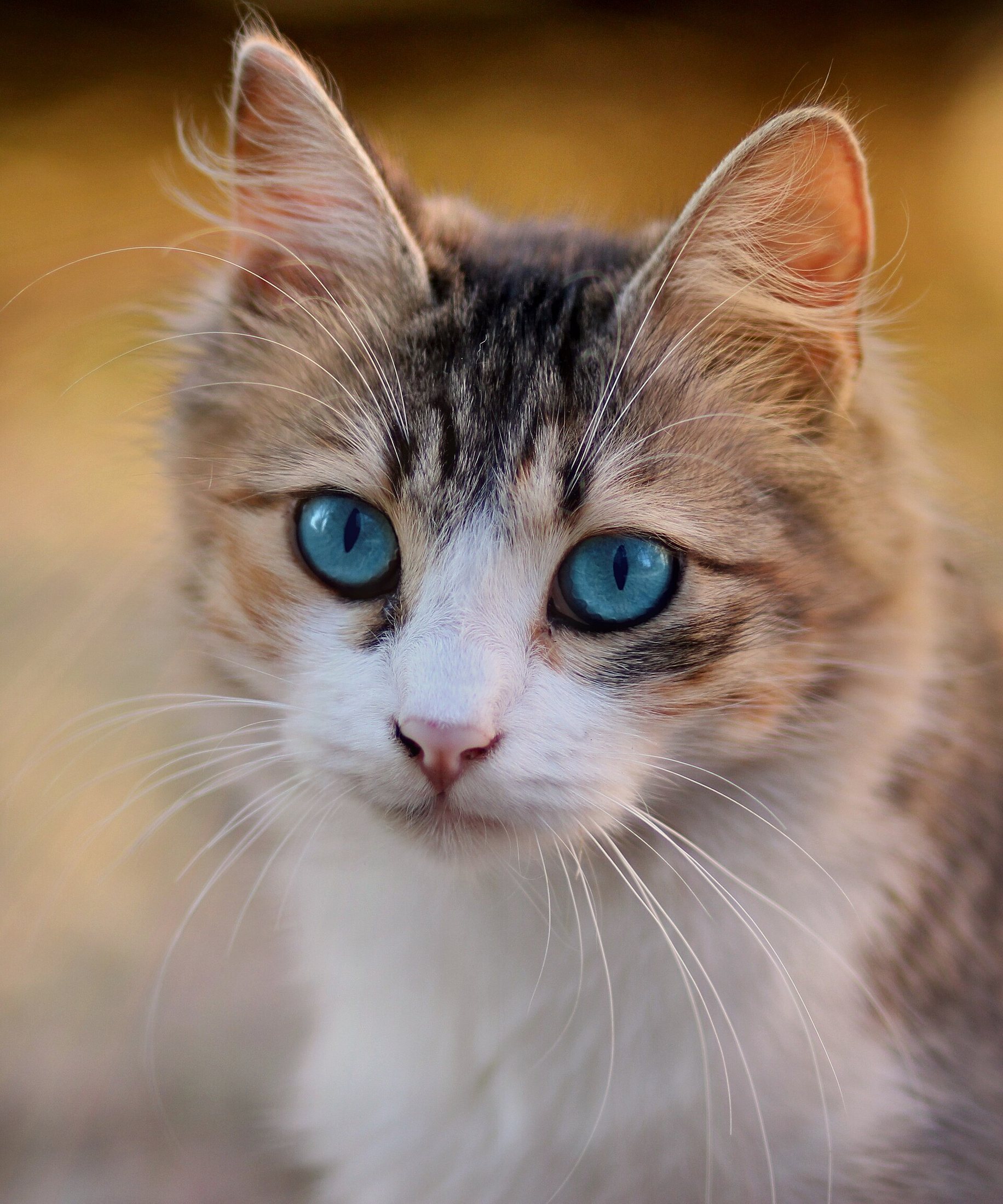 A tabby cat with bright blue eyes looking right at you
