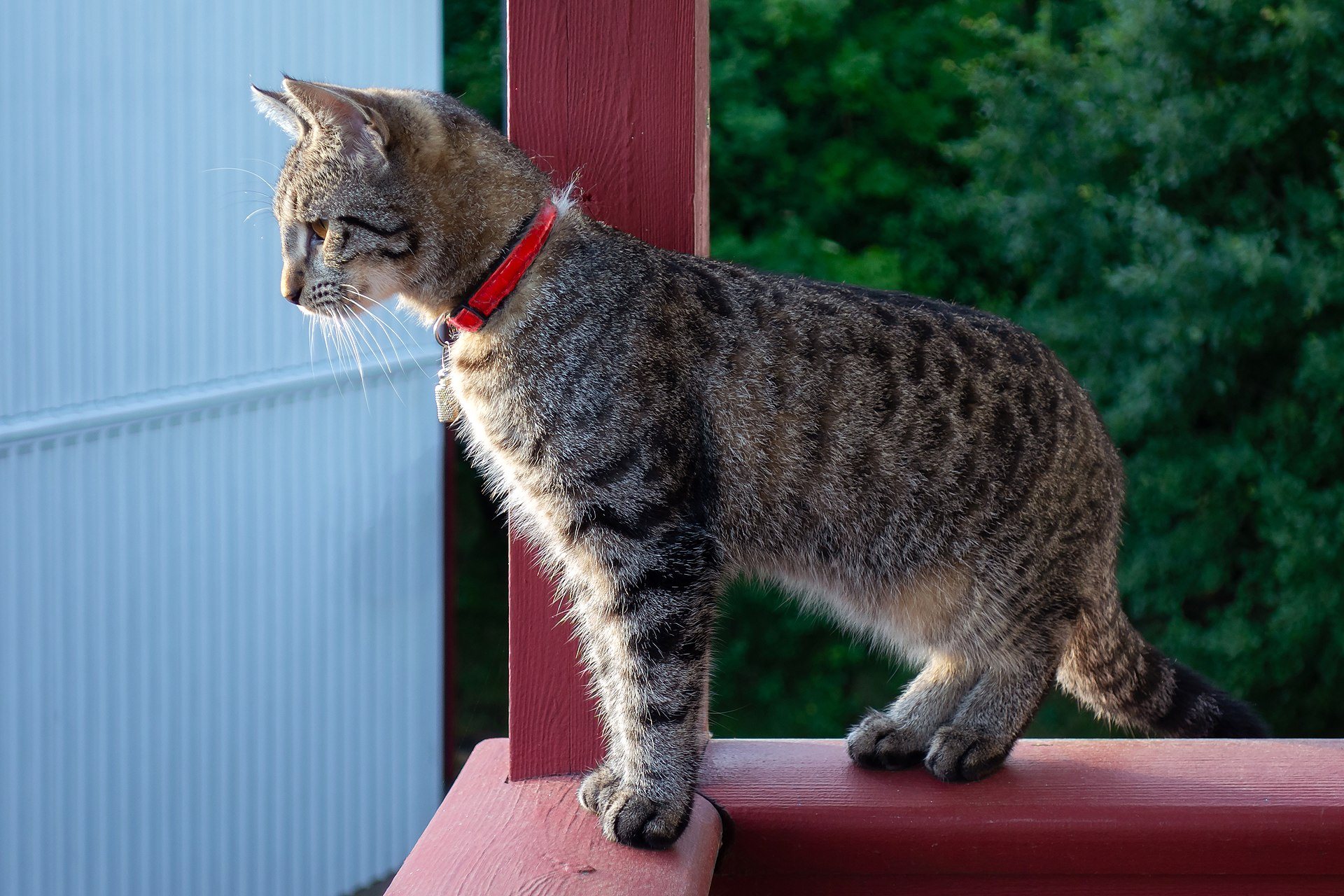 A tabby cat outdoors with its tail visible, watching carefully