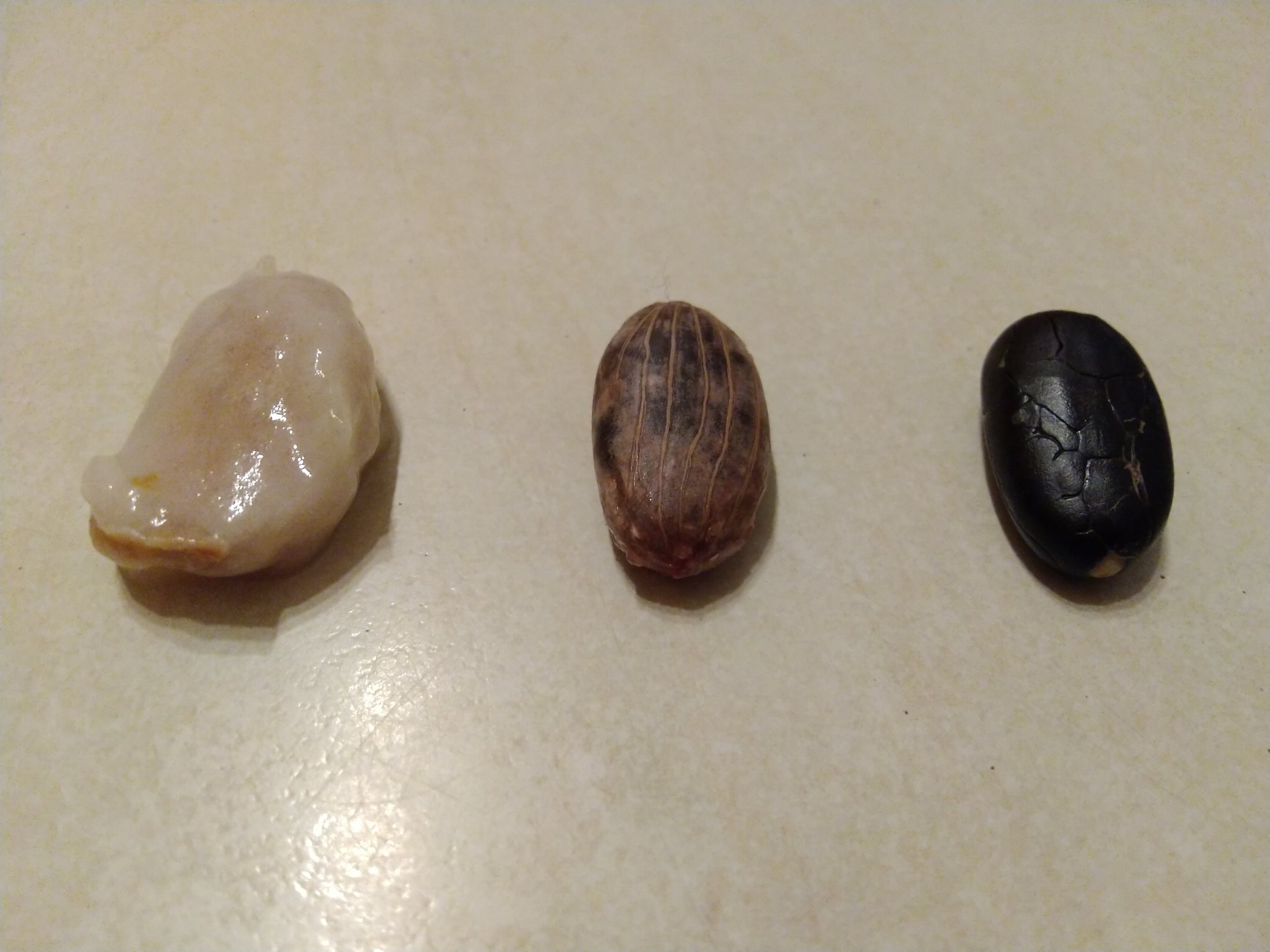 Cacao beans shown with pulp, with skin, and without skin