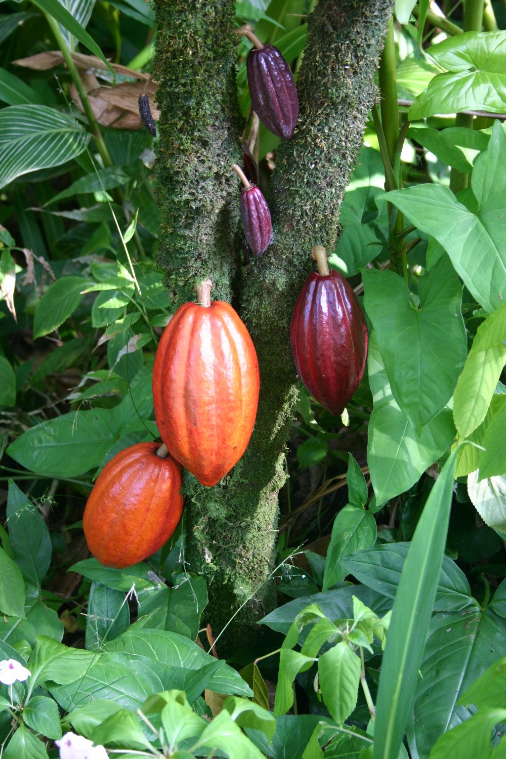 Chocolate