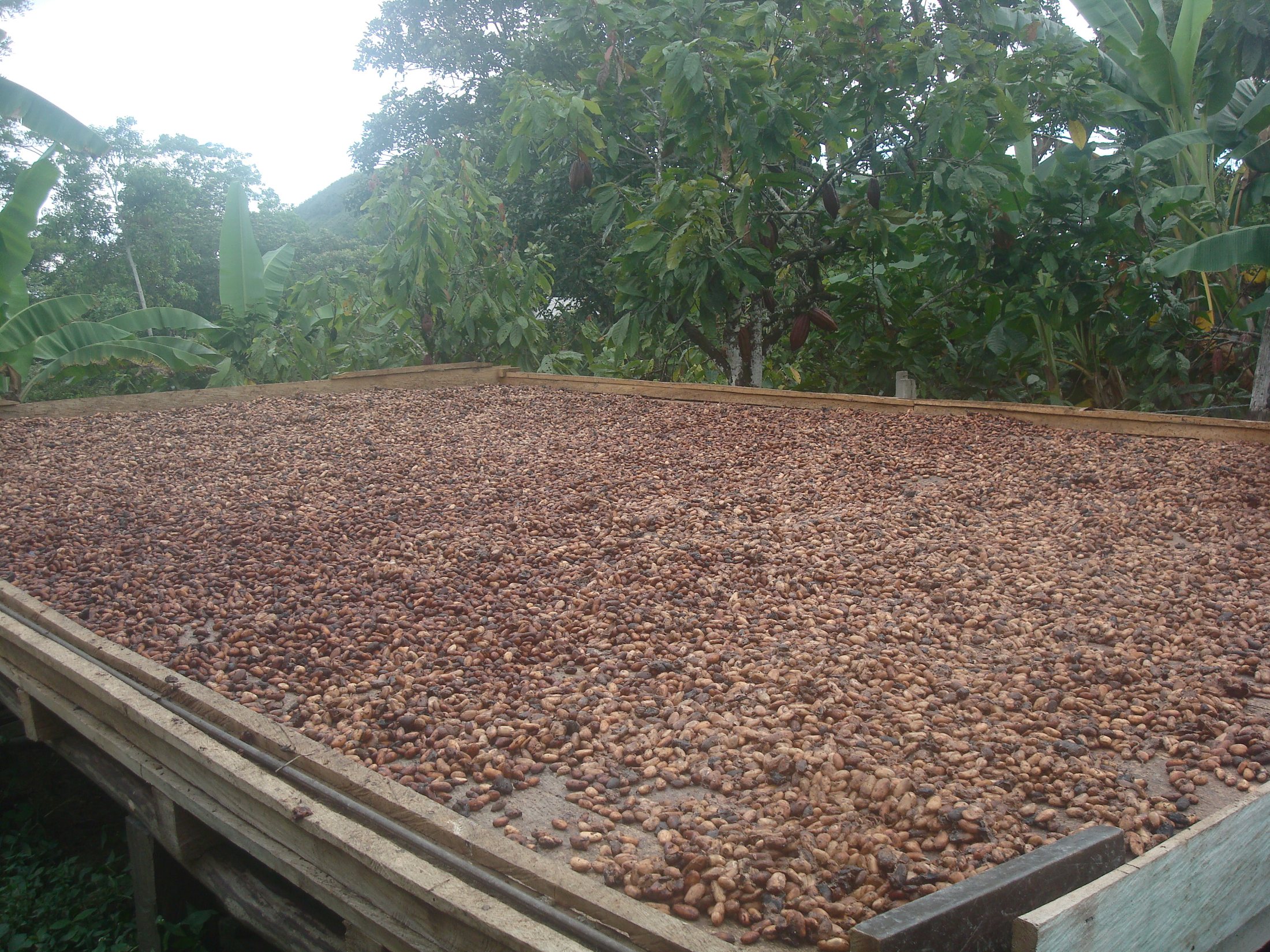 Many cacao beans spread out to dry