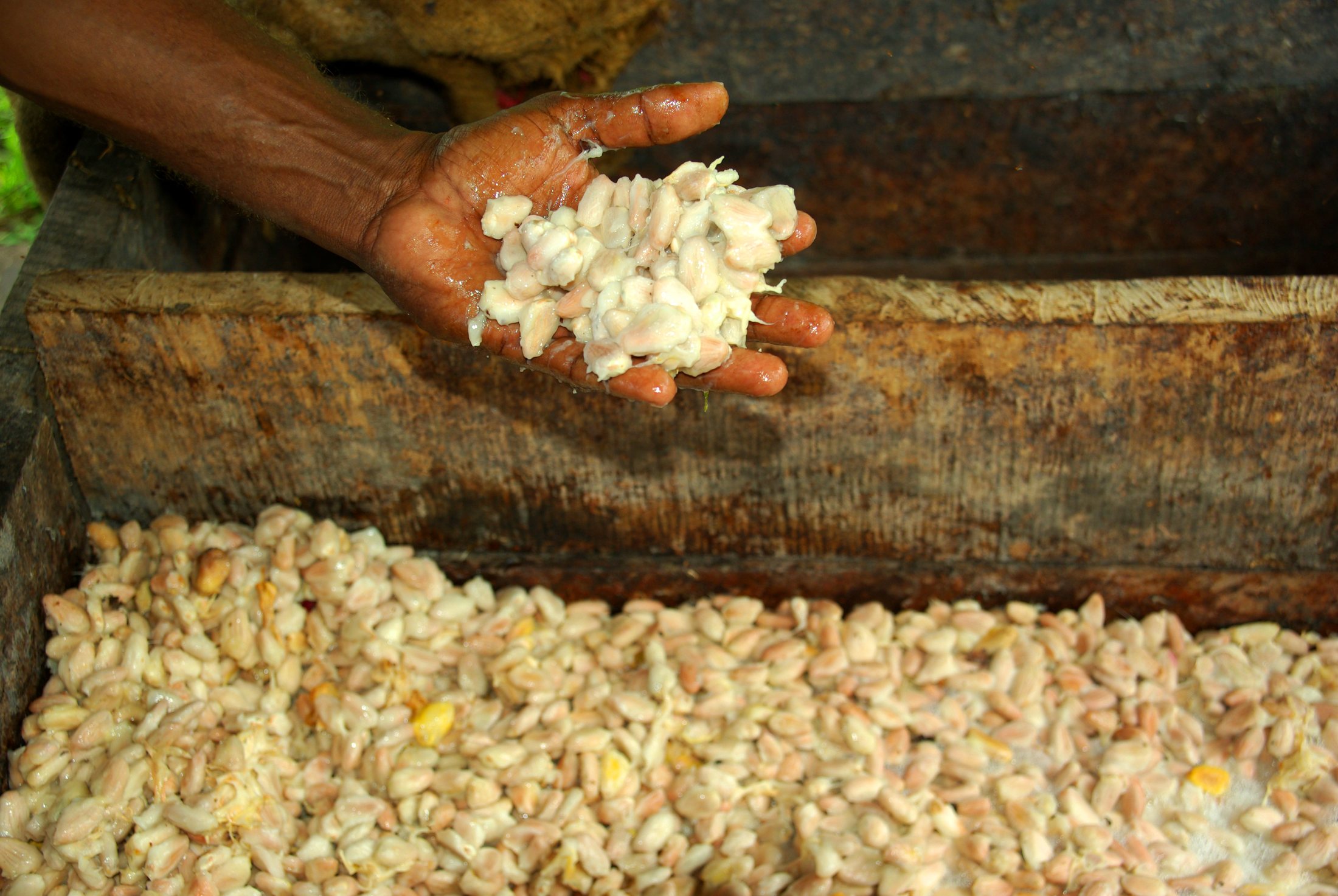 A farmer holding fermenting cocoa beans in his hands