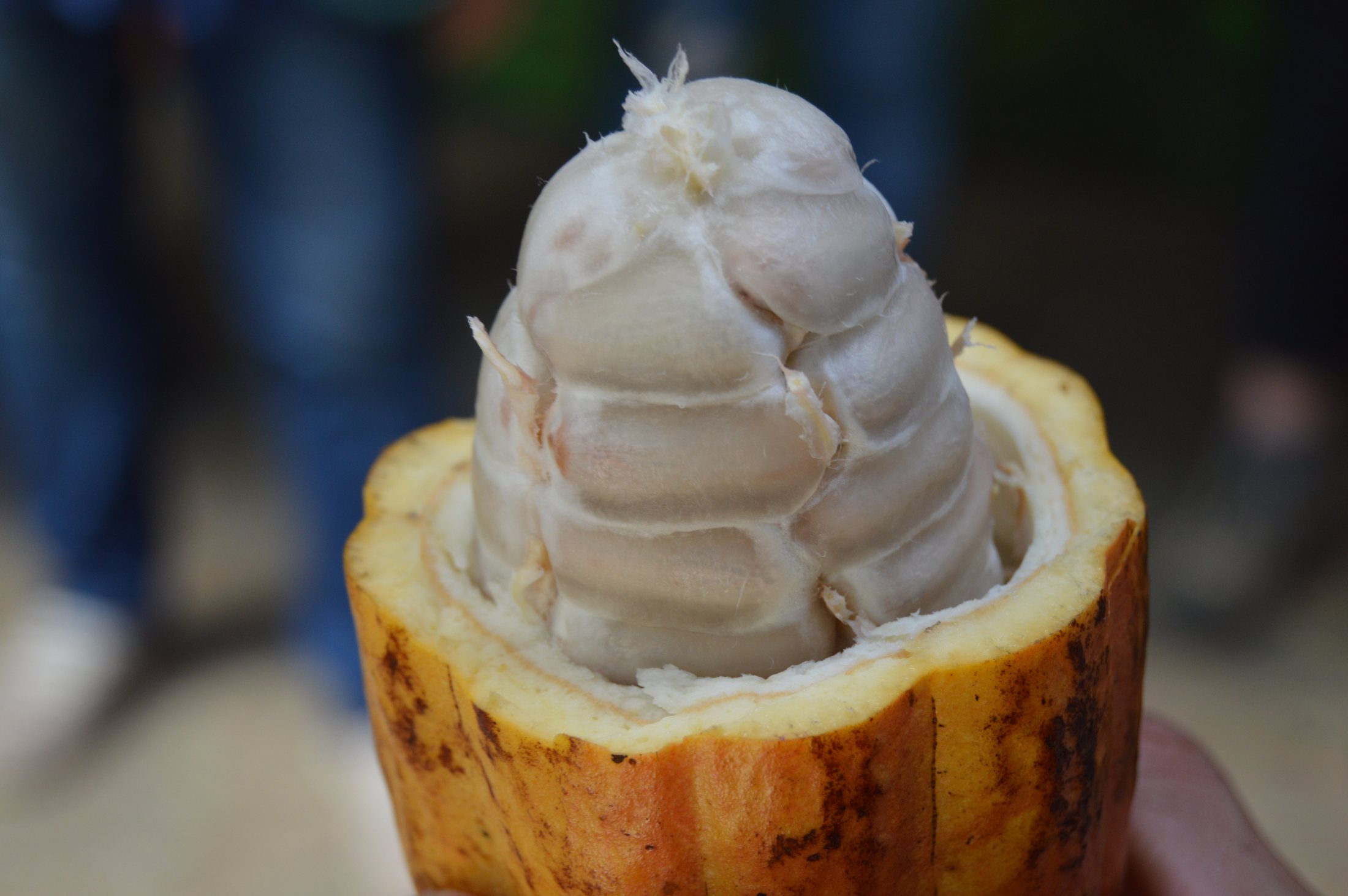 An opened cacao pod showing pale pulp and cocoa beans inside