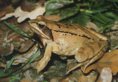 An agile frog in profile showing its long hind legs