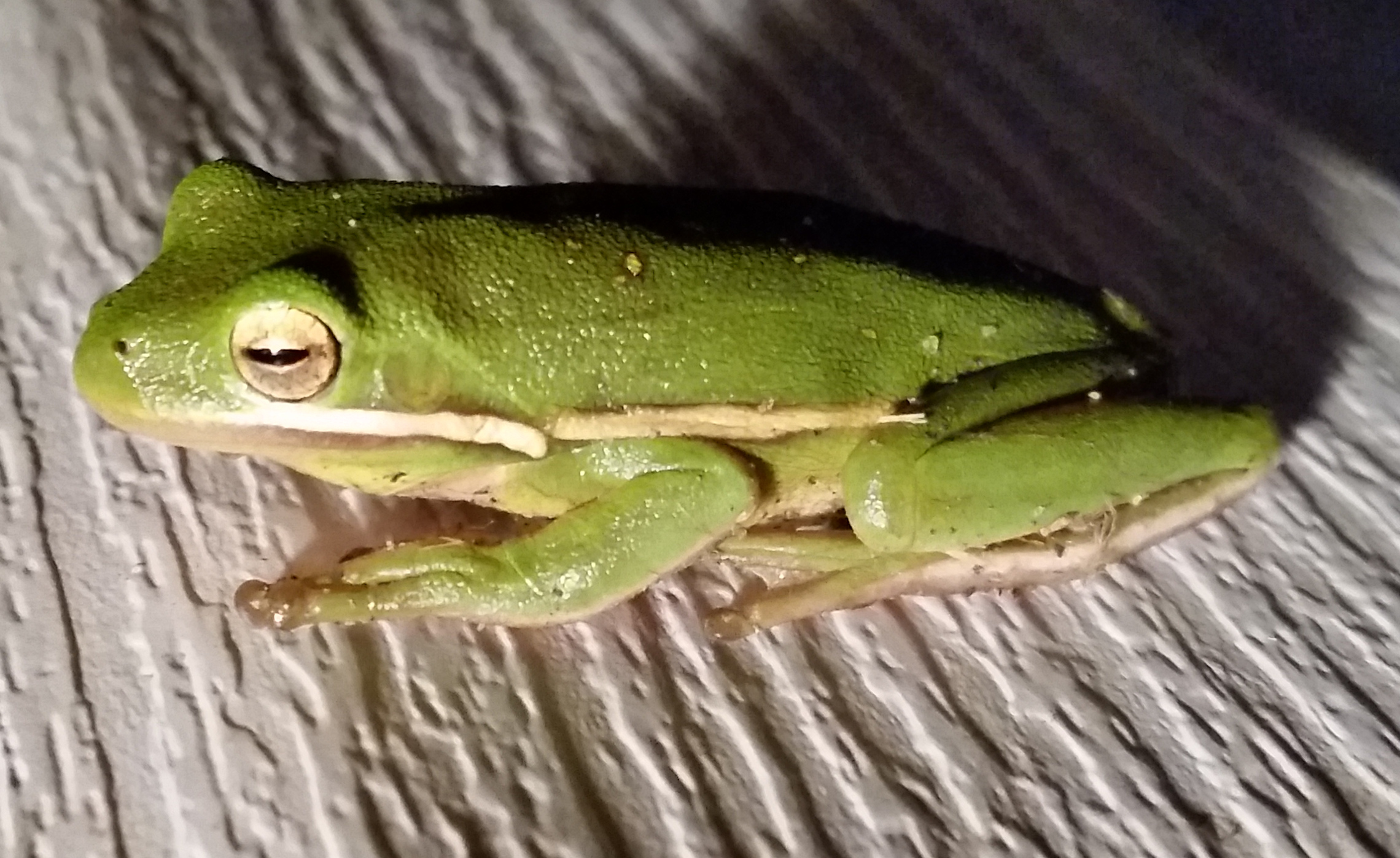 A close-up of an American green tree frog.