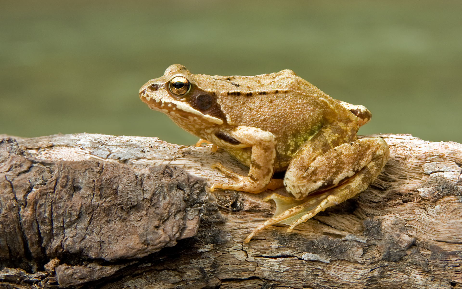 A European common frog sitting on a mossy surface
