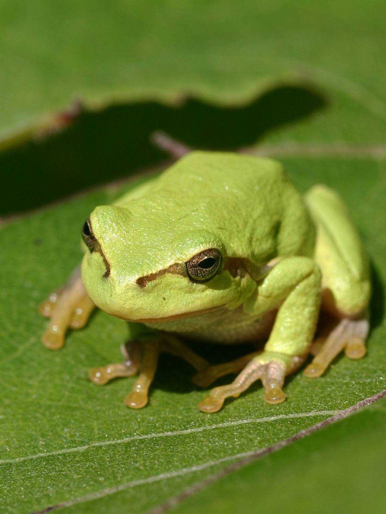 A European tree frog clinging to a plant stem.
