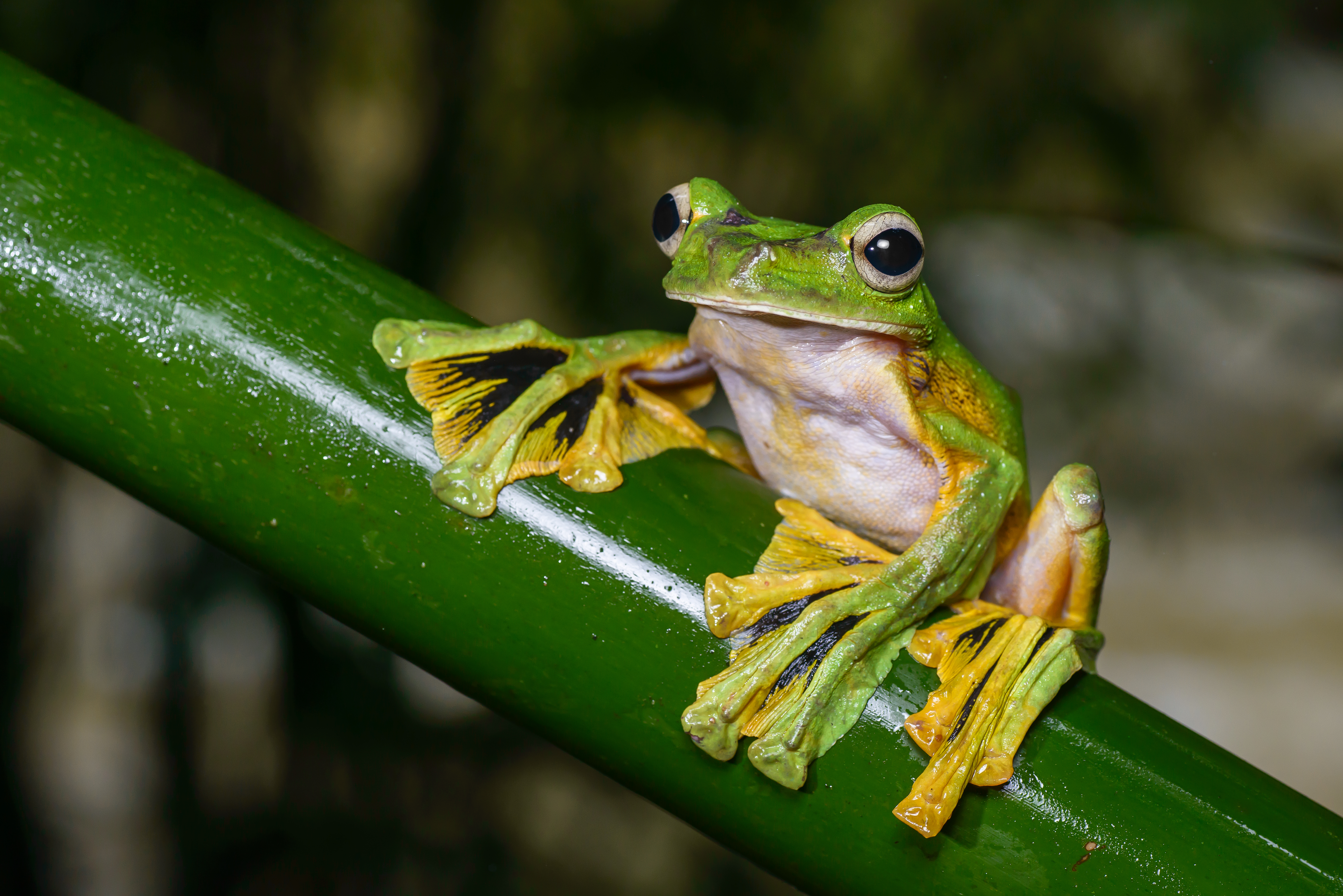 A flying frog with large webbed feet spread out for gliding between trees