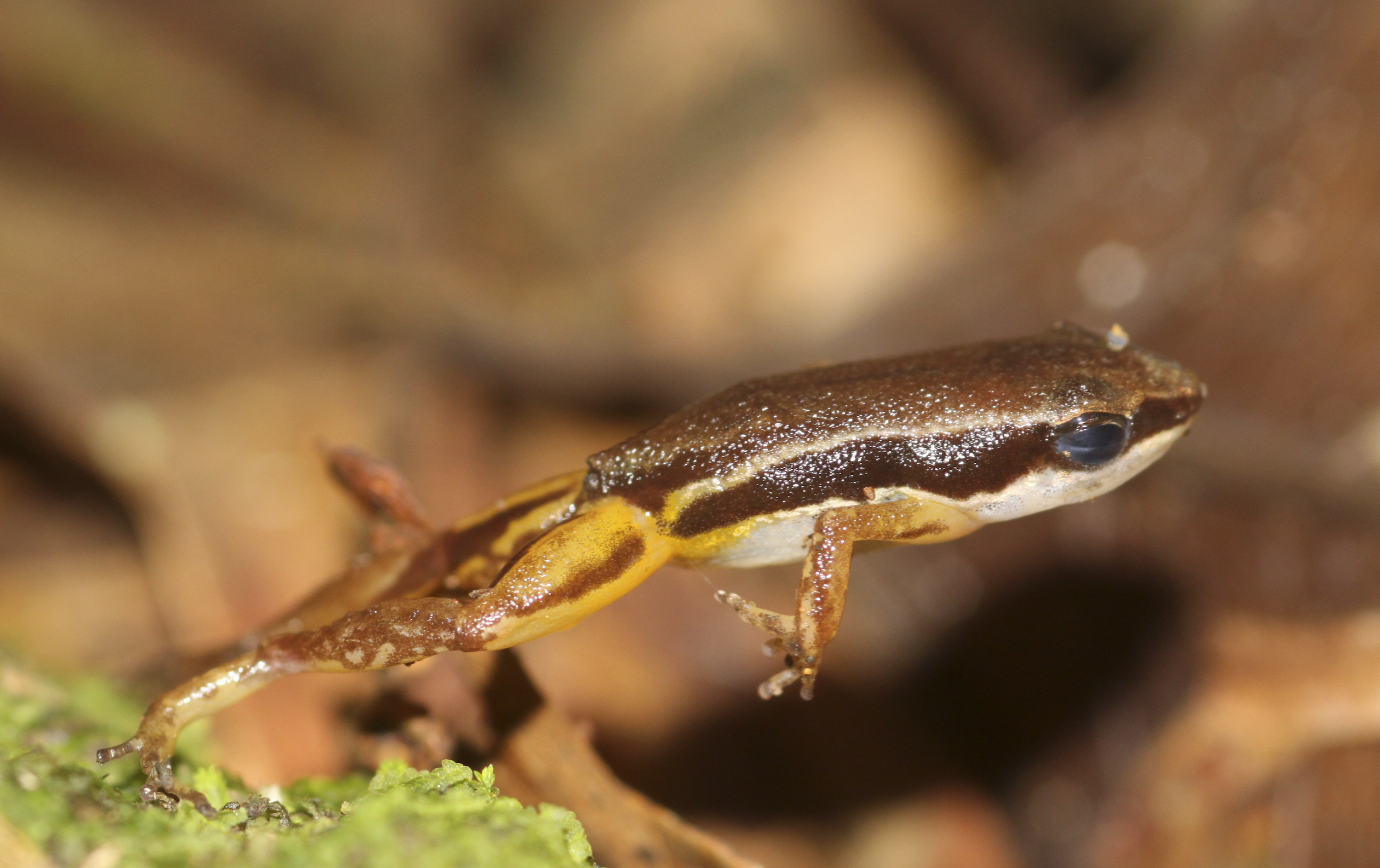 A small frog caught mid-jump with powerful back legs extended