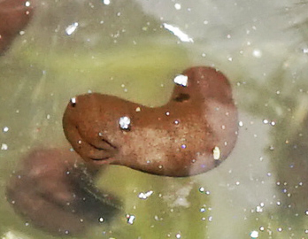 Clear frogspawn floating in shallow water.