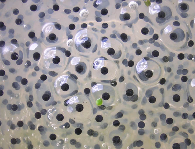 Close-up of frogspawn showing round eggs in clear jelly