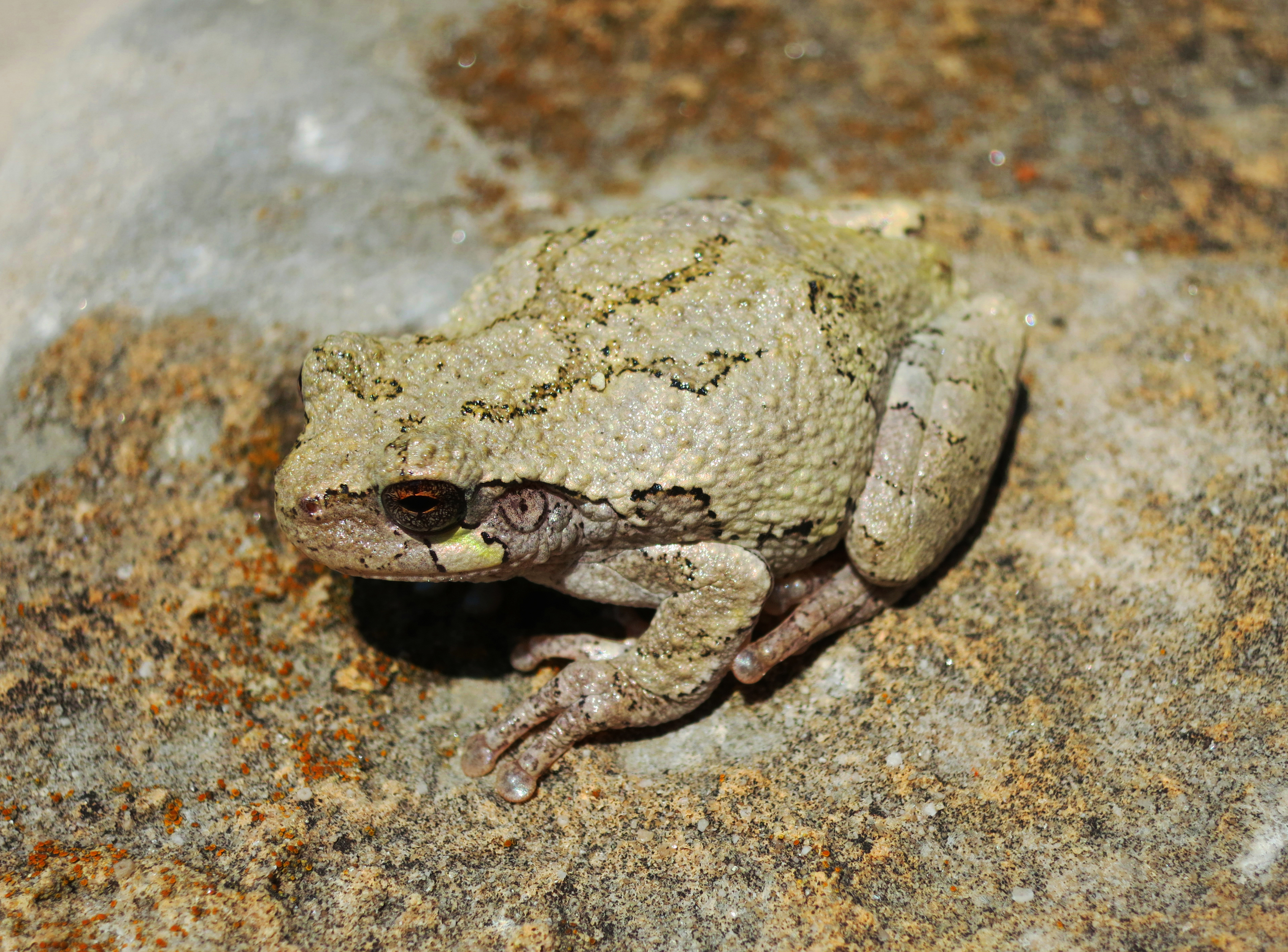 A gray tree frog resting on rough tree bark.