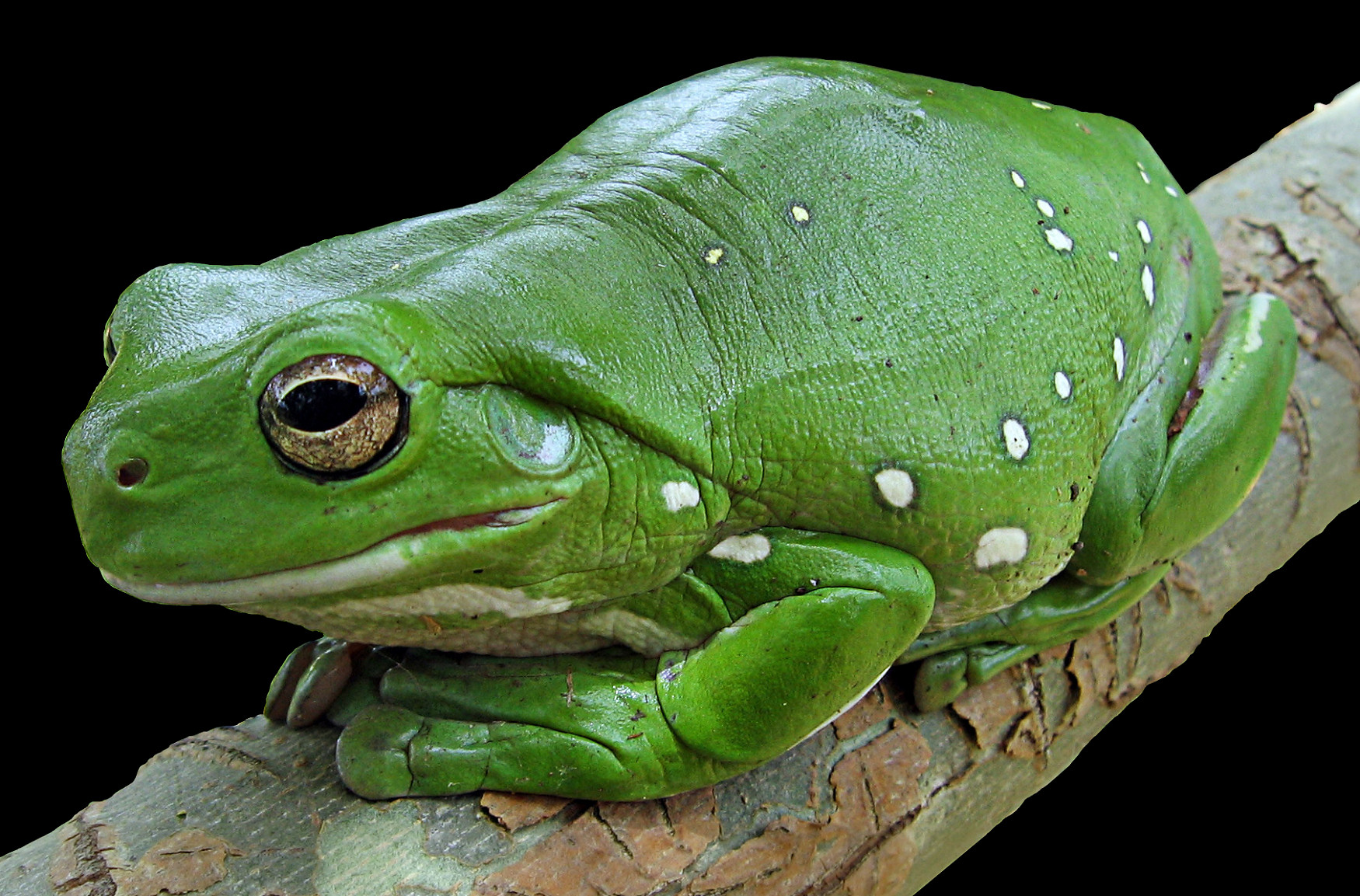 An Australian green tree frog sitting calmly on a branch